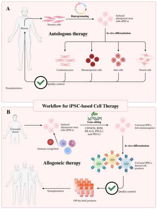 Induced Pluripotent Stem Cells-Based Regenerative Therapies in Treating  Human Aging-Related Functional Decline and Diseases