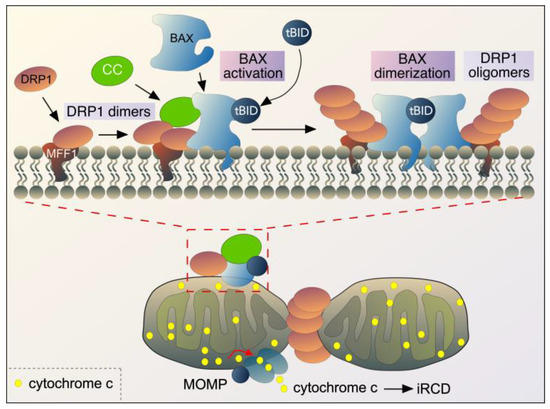 Usp9x-deficiency disrupts the morphological development of