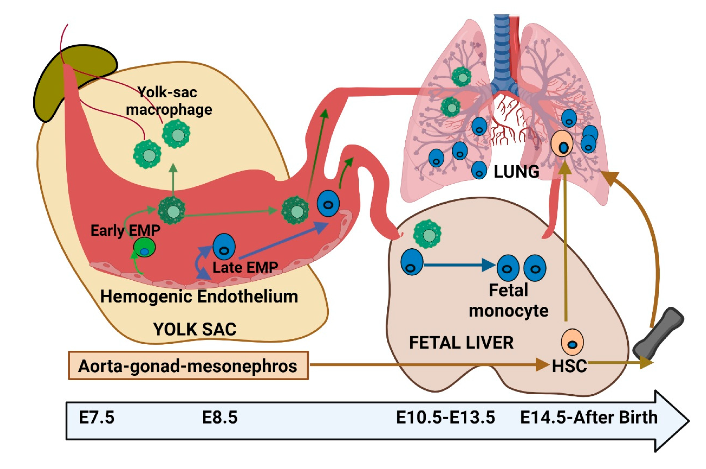 開店記念セール！ Epigenetic Control of Alveolar Macrophages: Impact on Lung ジャケット・アウター