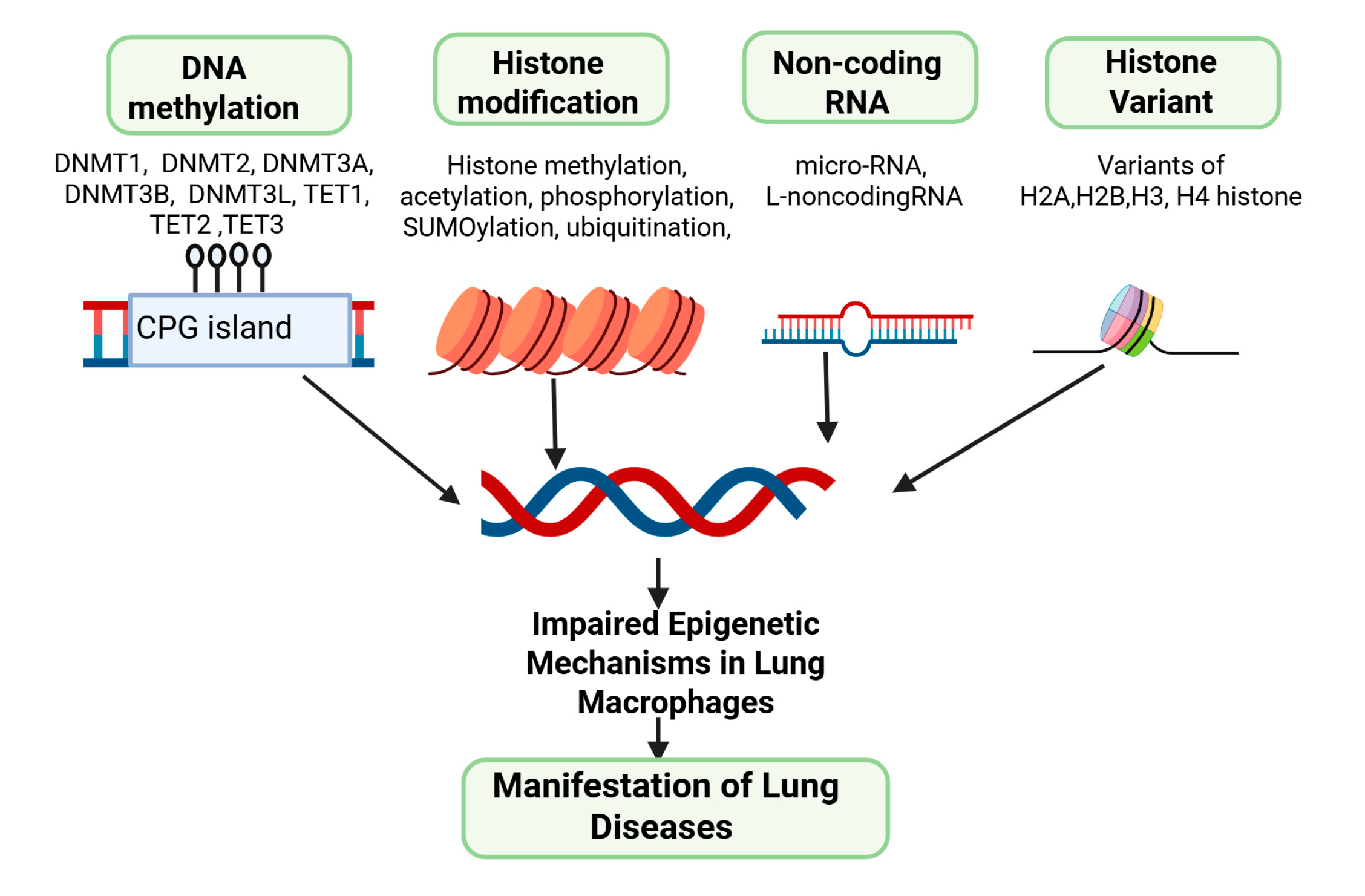 Epigenetic Control of Alveolar Macrophages: Impact on Lung