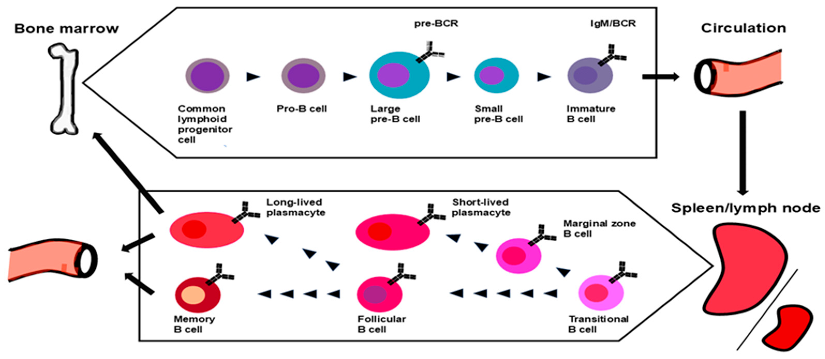 Cells 14 00648 g001 Cells 14 00648 g001