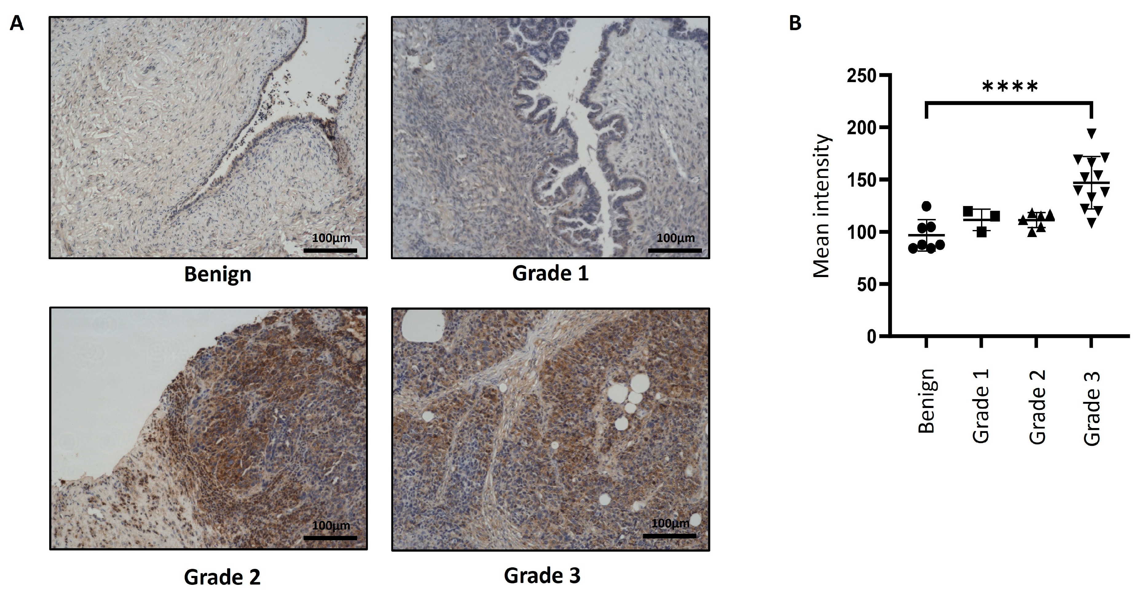 Cells 14 00655 g002 Cells 14 00655 g002