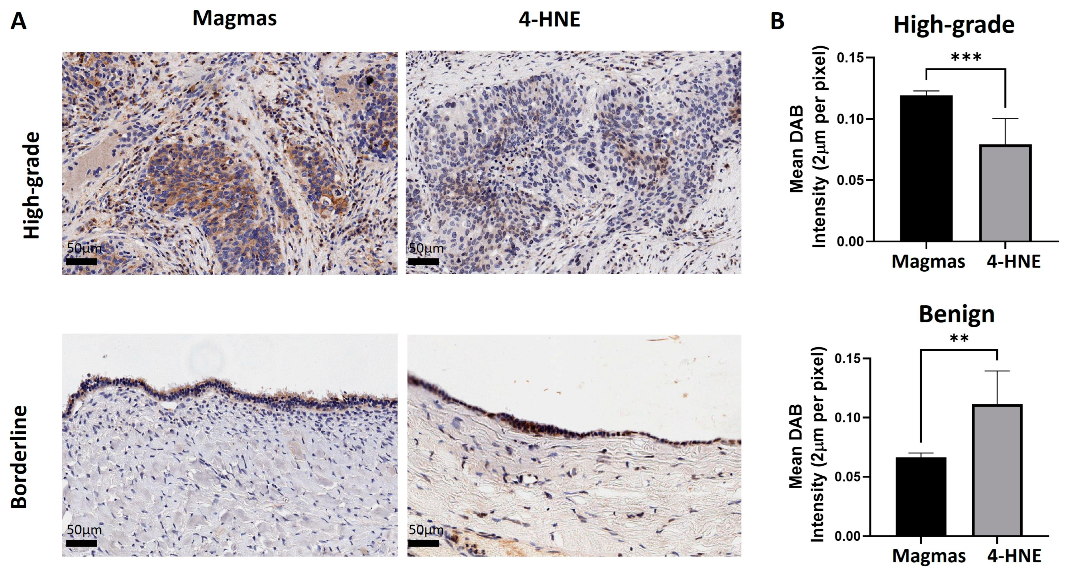 Cells 14 00655 g003 Cells 14 00655 g003