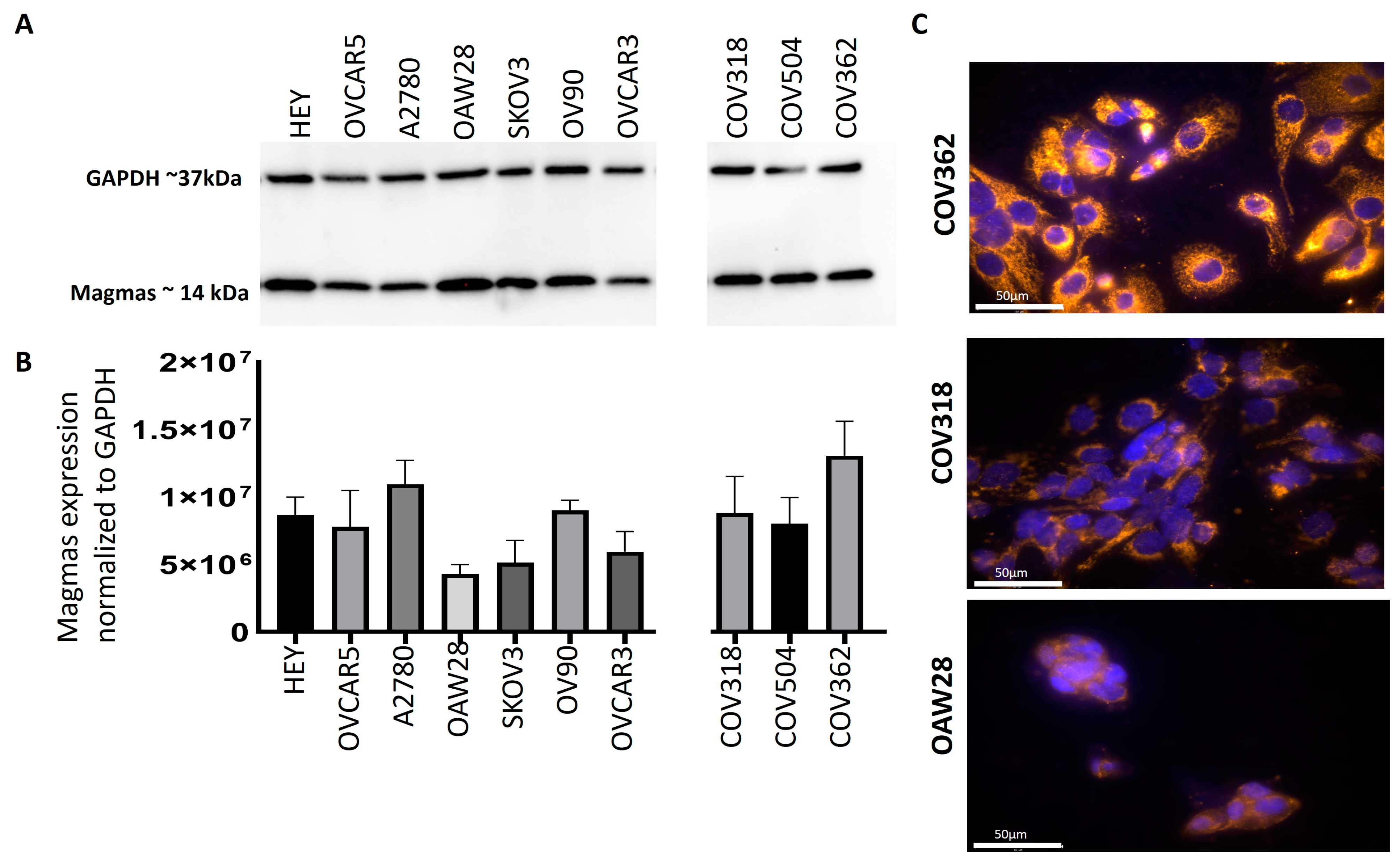 Cells 14 00655 g004 Cells 14 00655 g004