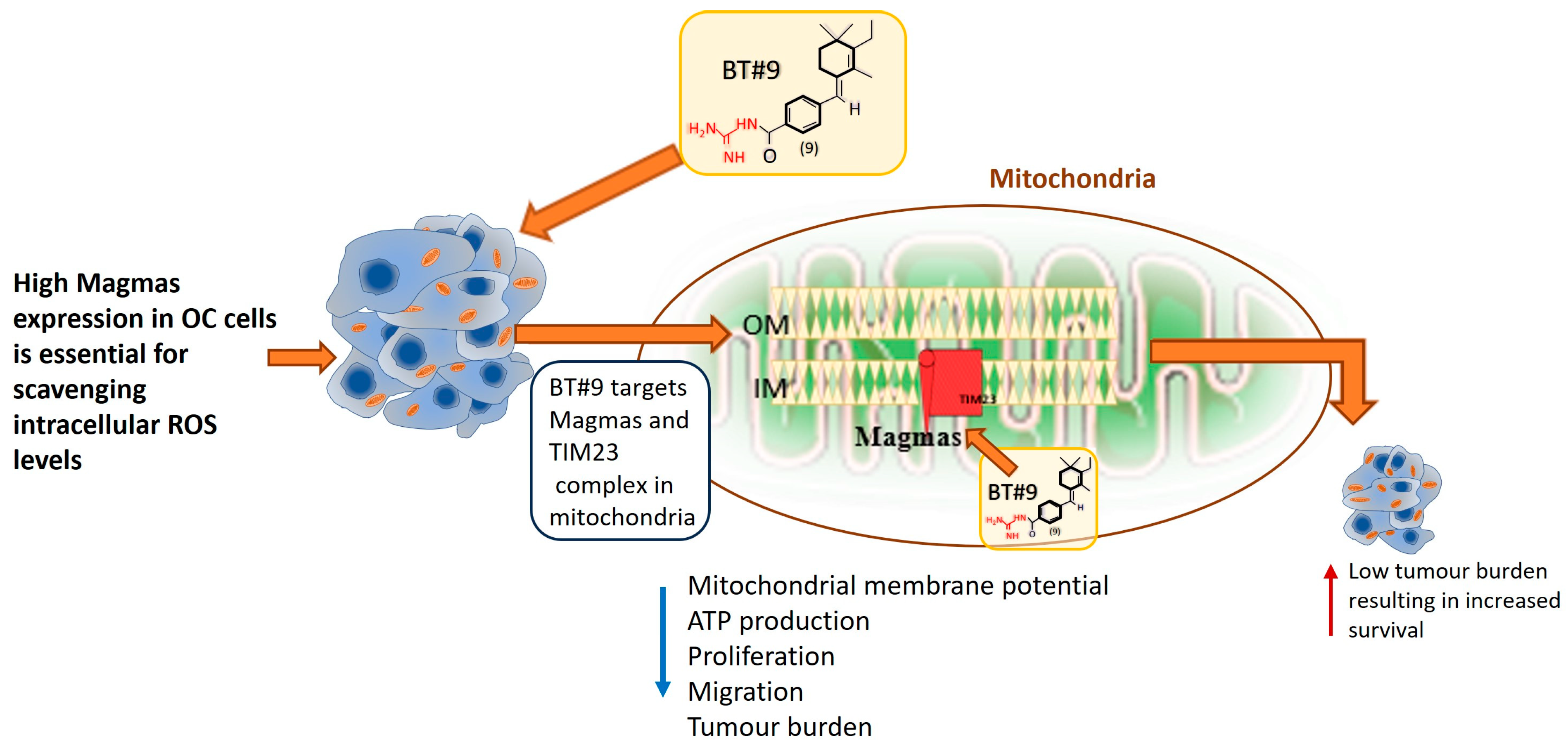 Cells 14 00655 g014 Cells 14 00655 g014