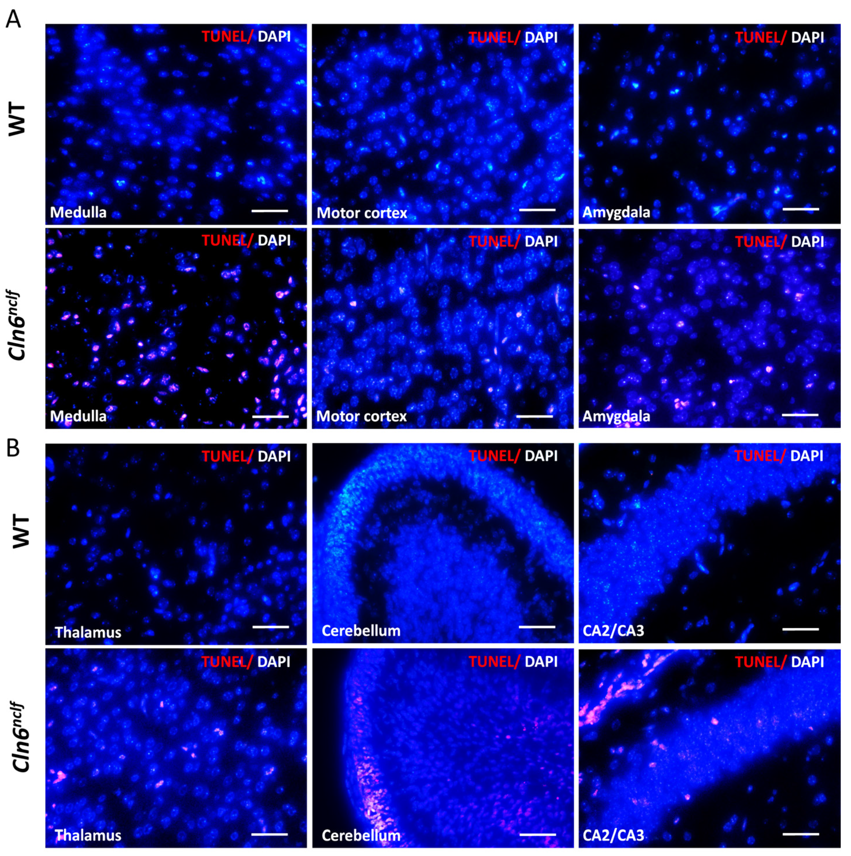 Cells 14 00661 g015a