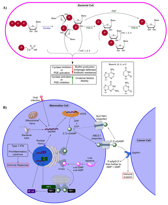 Inhibitors of Cyclic Dinucleotide Phosphodiesterases and