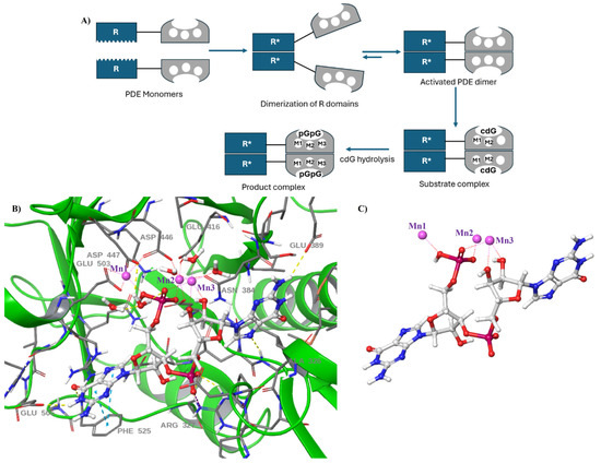 Inhibitors of Cyclic Dinucleotide Phosphodiesterases and