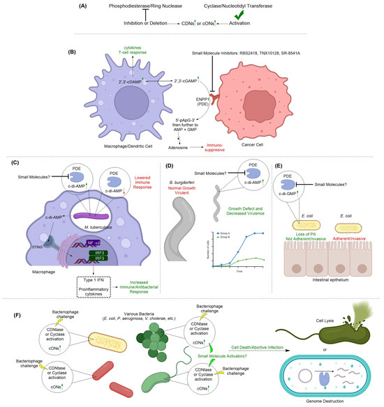 Inhibitors of Cyclic Dinucleotide Phosphodiesterases and Cyclic ...