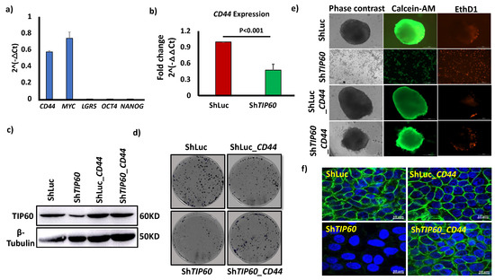 The TIP60-CD44 Axis Modulates Colorectal Cancer Stemness