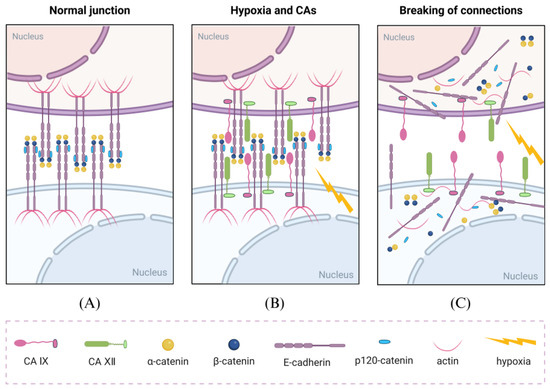 Cooperative Role of Carbonic Anhydrase IX/XII in Driving