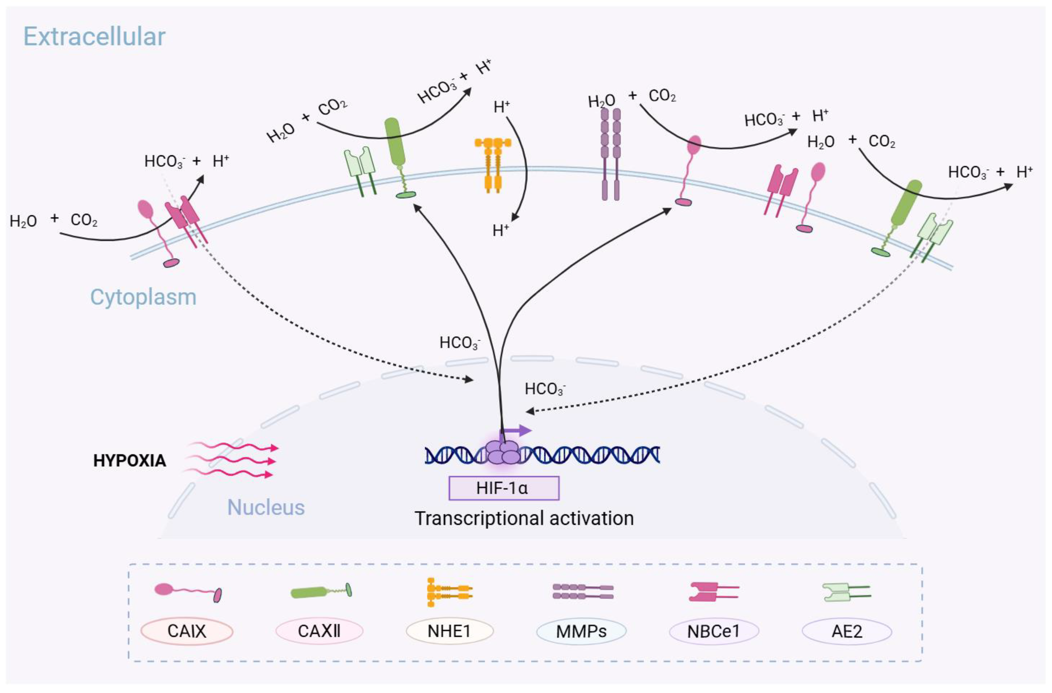 Cooperative Role of Carbonic Anhydrase IX/XII in Driving
