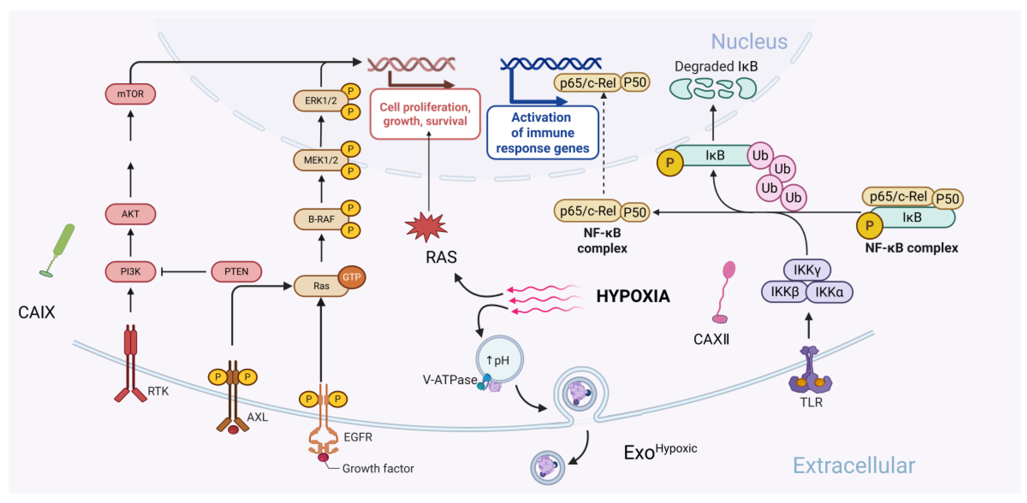 Cells 14 00693 g003 Cells 14 00693 g003