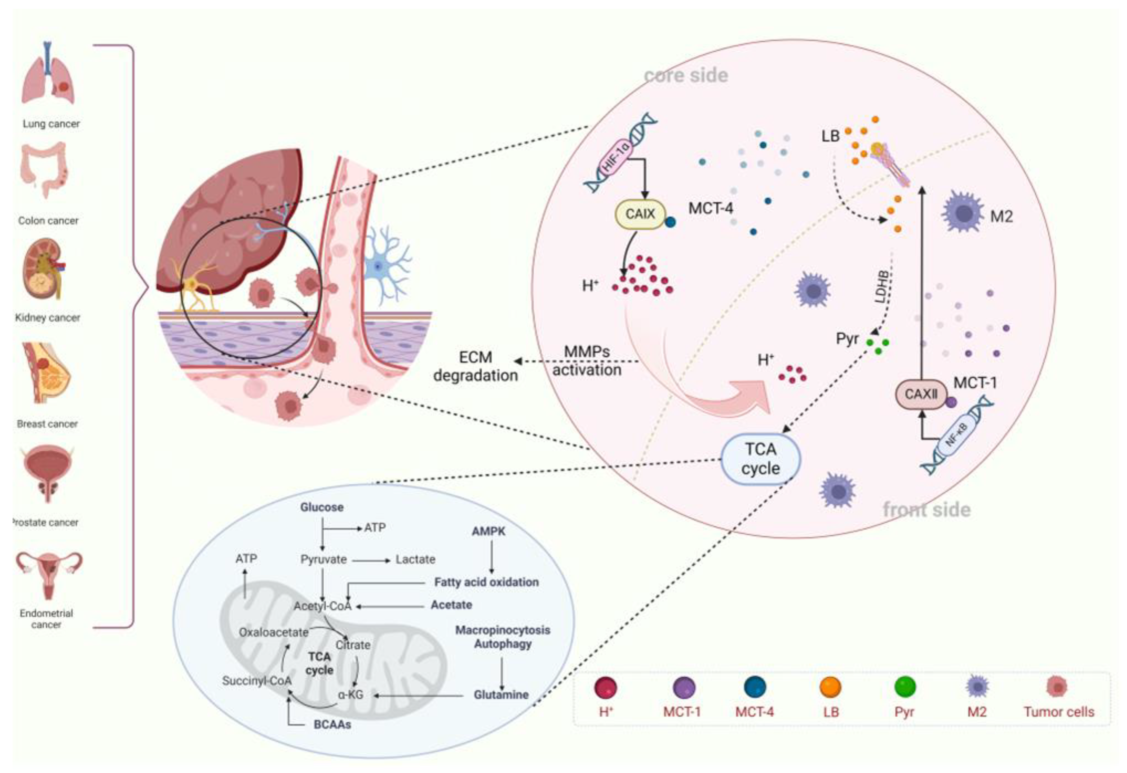 Cooperative Role of Carbonic Anhydrase IX/XII in Driving