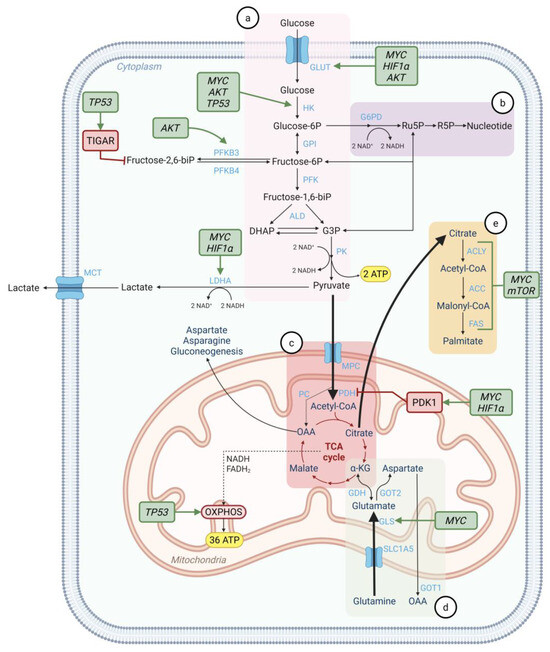Unlocking the Role of Metabolic Pathways in Brain Metastatic Disease