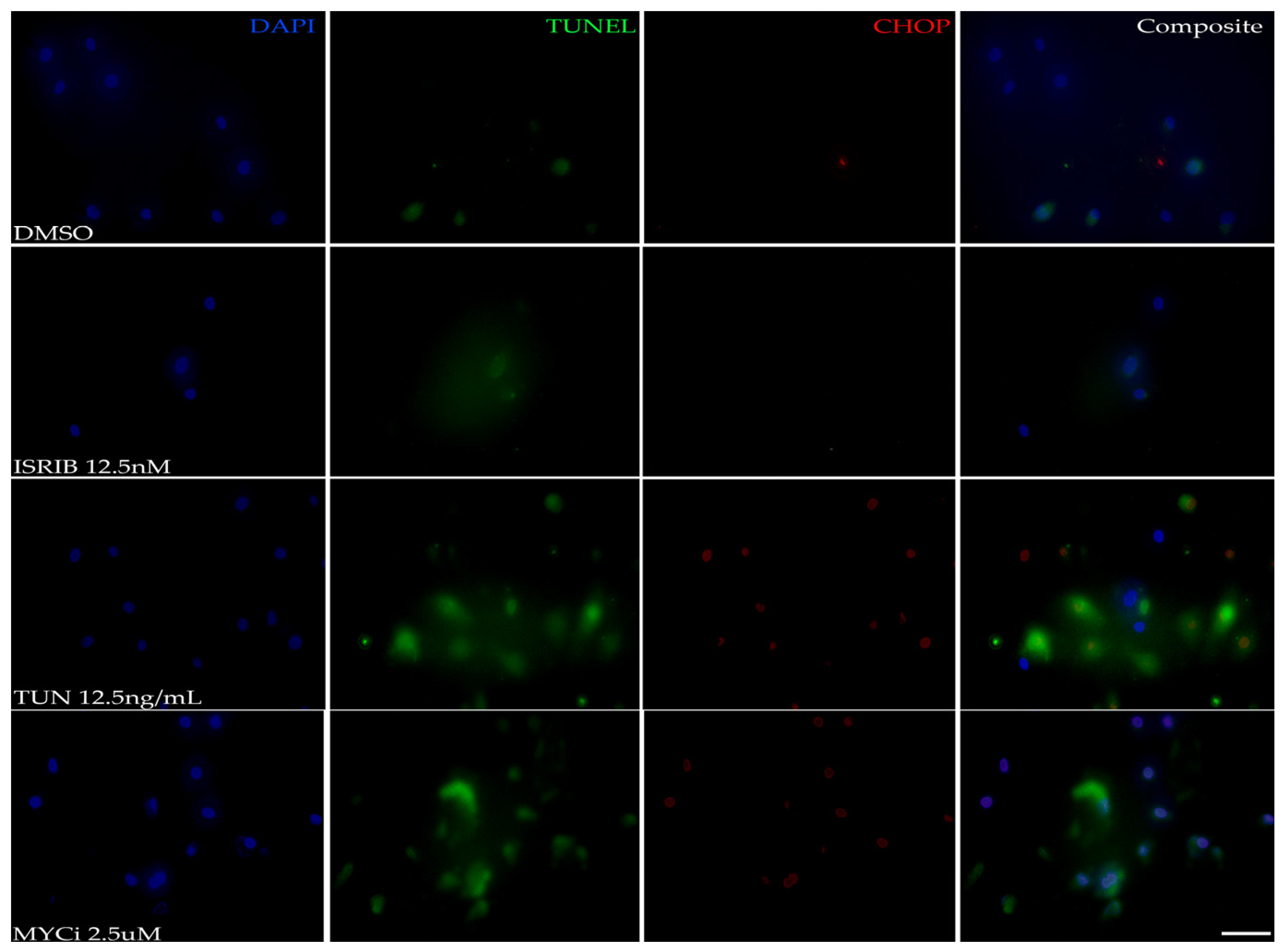 Cells 14 00709 g003 Cells 14 00709 g003
