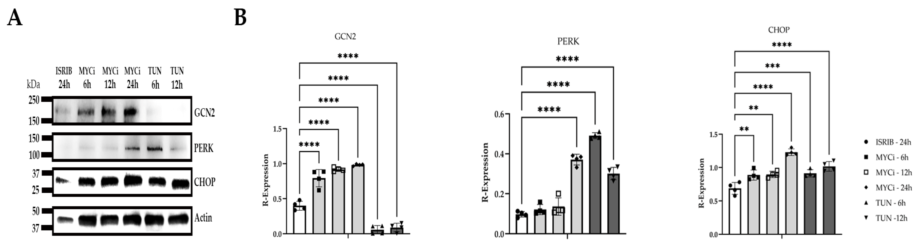 Cells 14 00709 g005 Cells 14 00709 g005