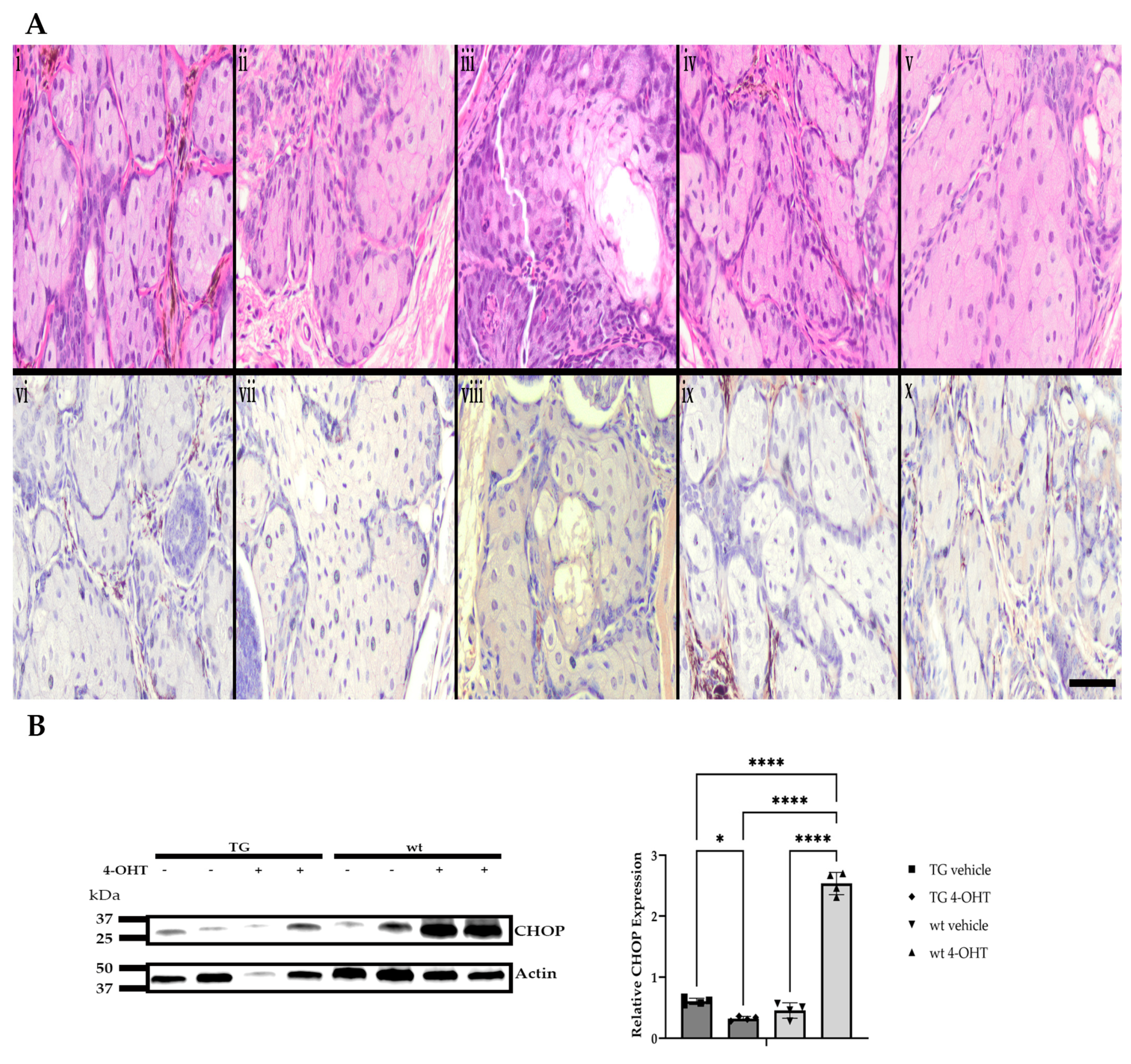 Cells 14 00709 g007 Cells 14 00709 g007