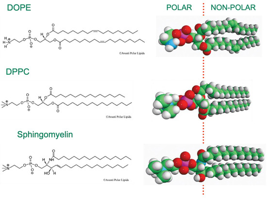Inverse Bicontinuous and Discontinuous Phases of Lipids, and
