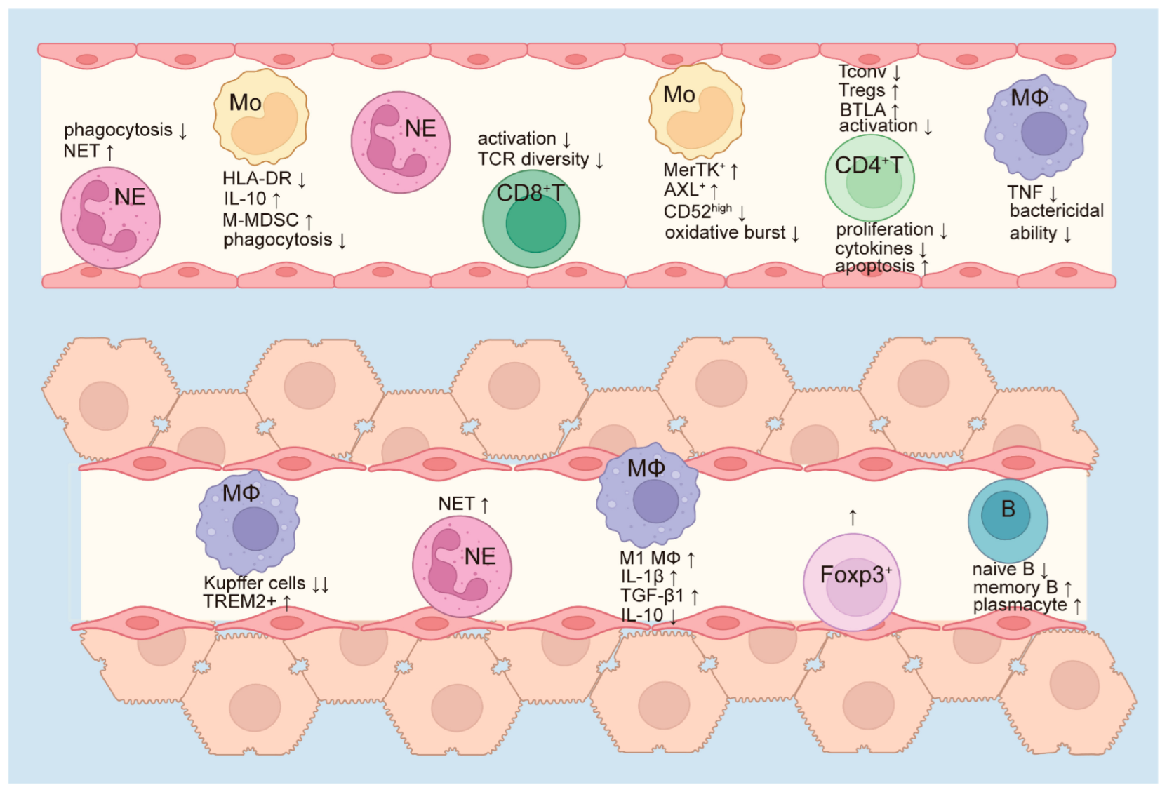 Cells 14 00718 g001 Cells 14 00718 g001