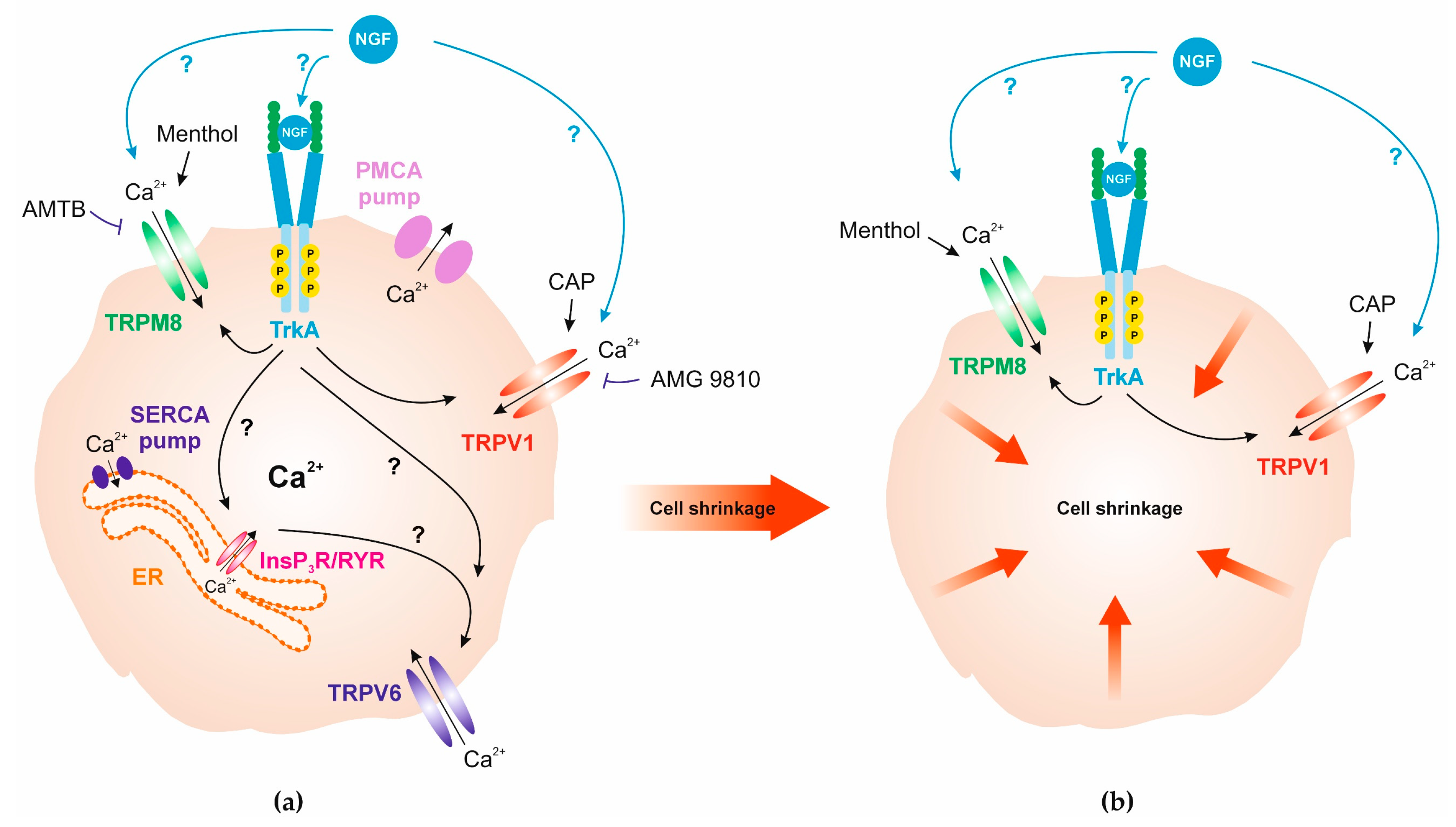 Nerve Growth Factor Modulates Regulatory Cell Volume