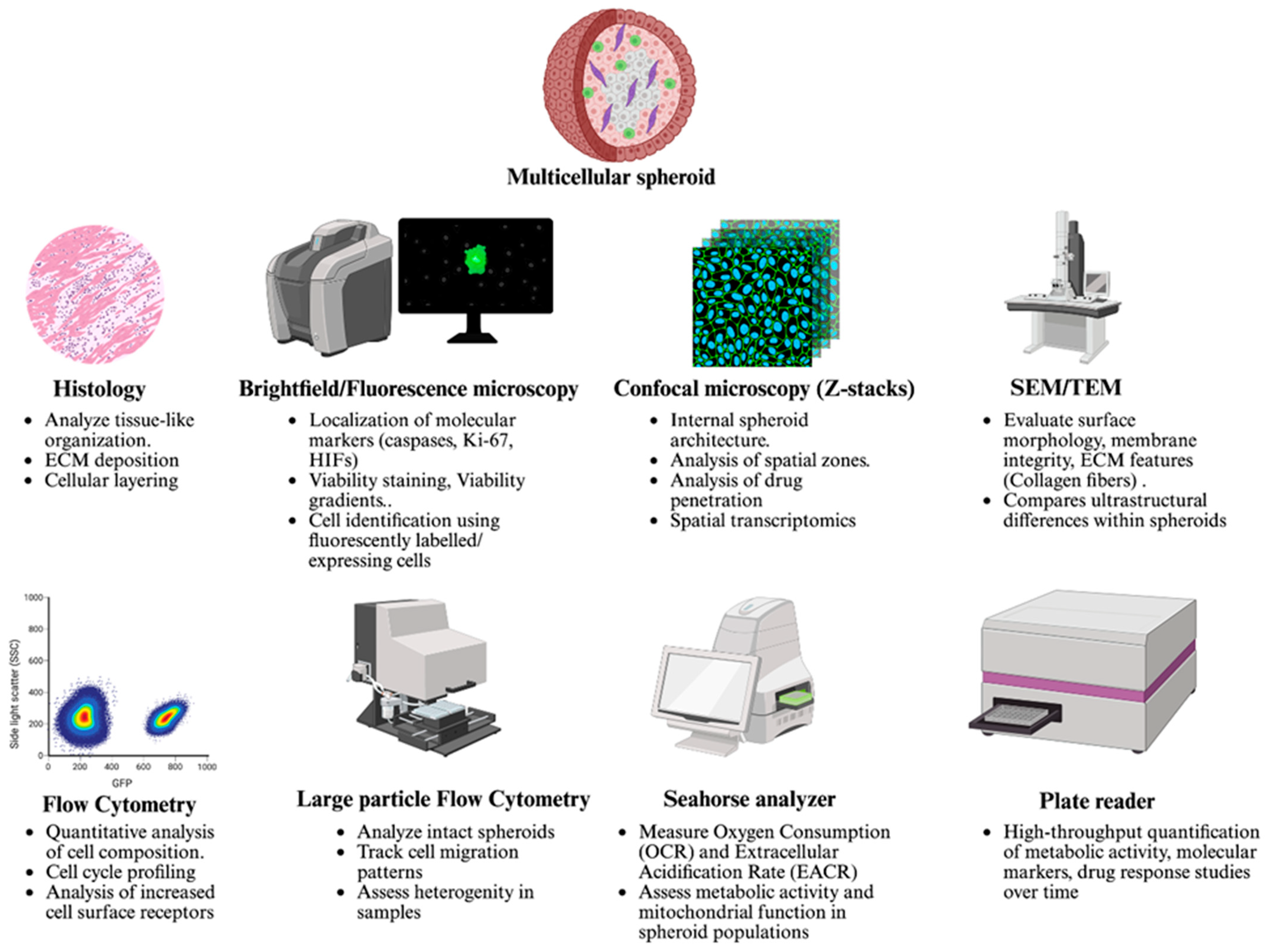 Cells 14 00732 g003 Cells 14 00732 g003