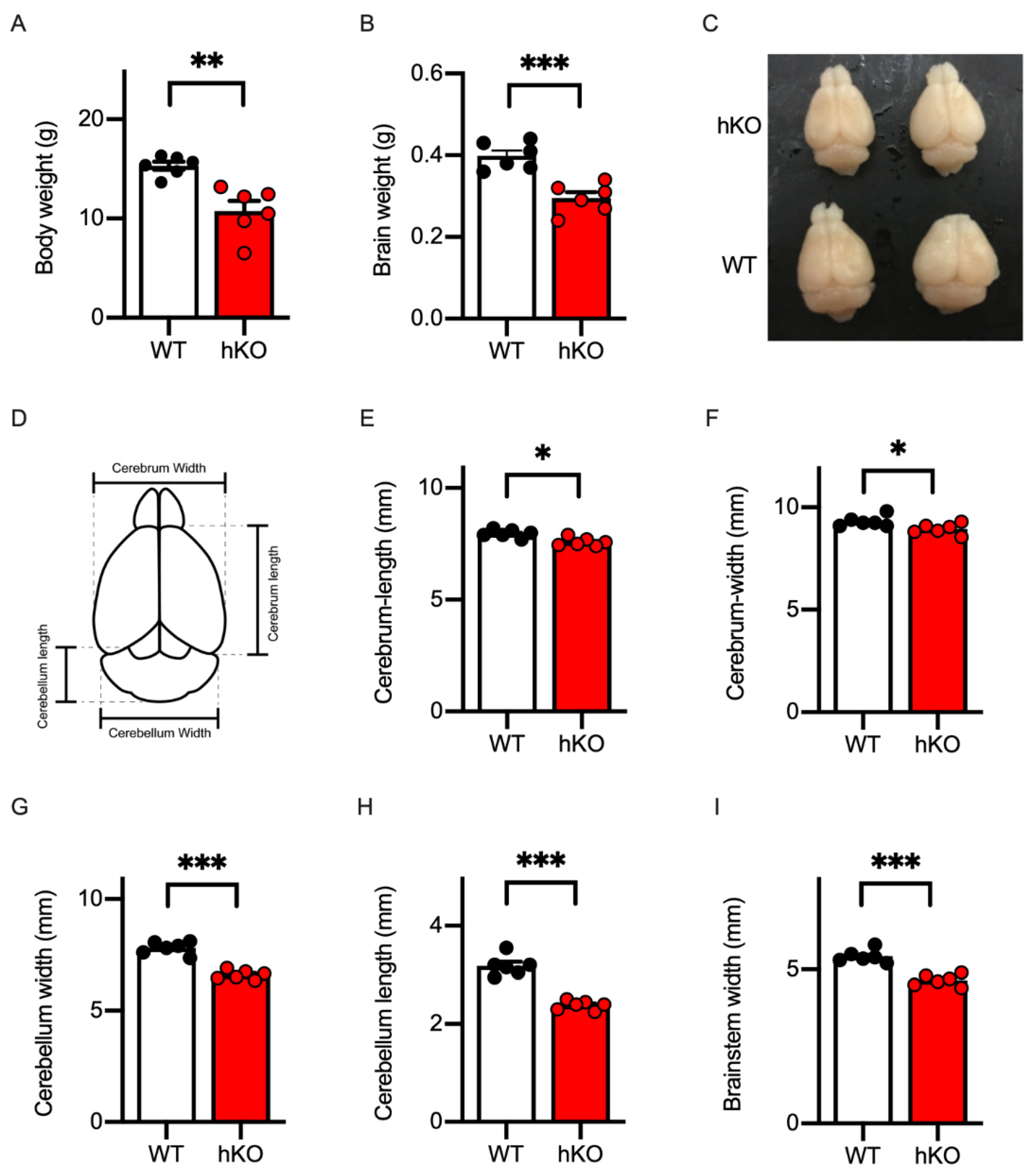 Cells 14 00735 g001 Cells 14 00735 g001