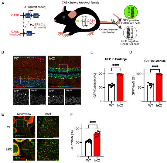 cerebellum processor 小脳プロセッサー cf Anatomical Development of the Cerebellothalamic Tract in Embryonic