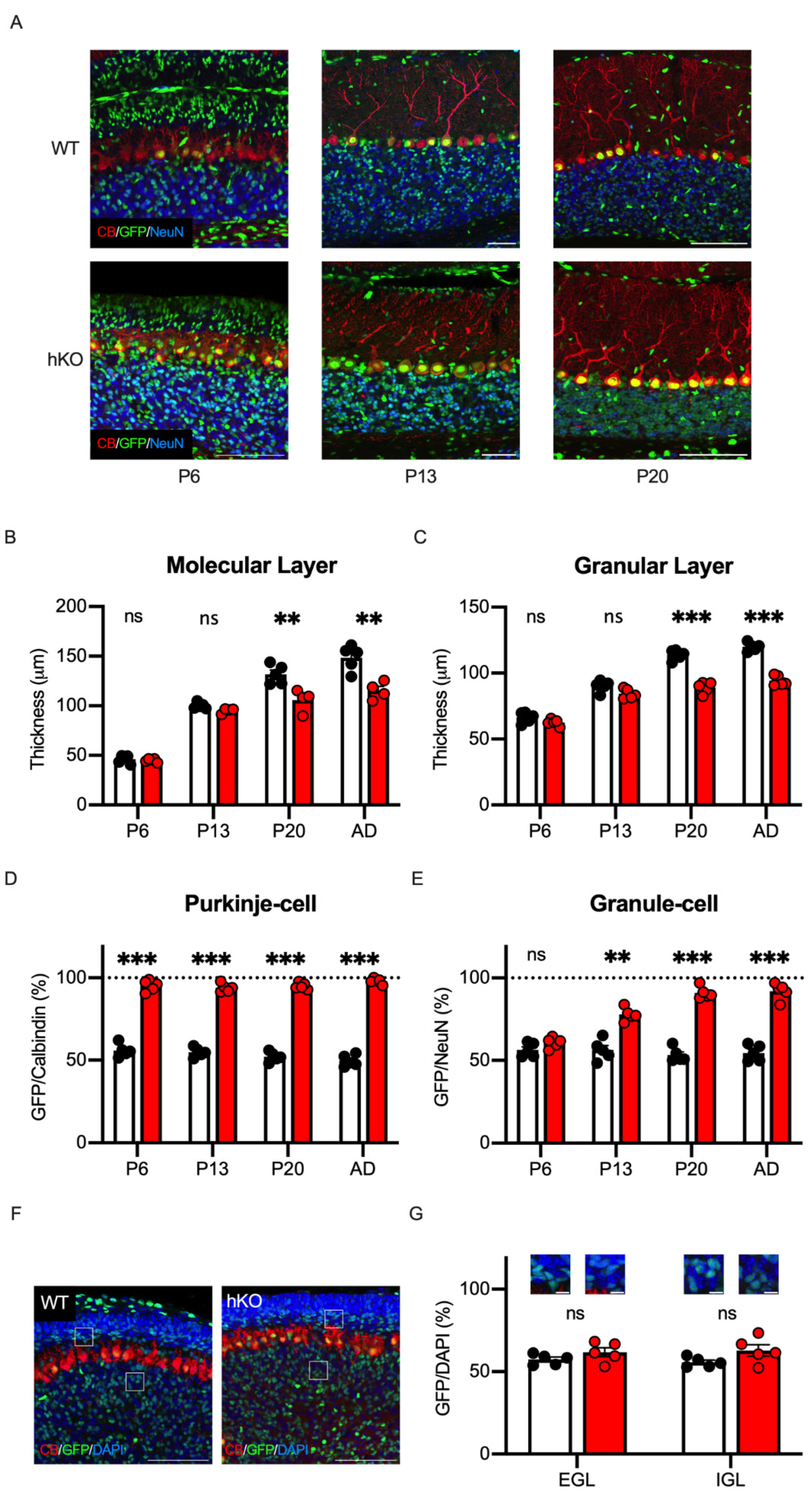 Cells 14 00735 g008 Cells 14 00735 g008