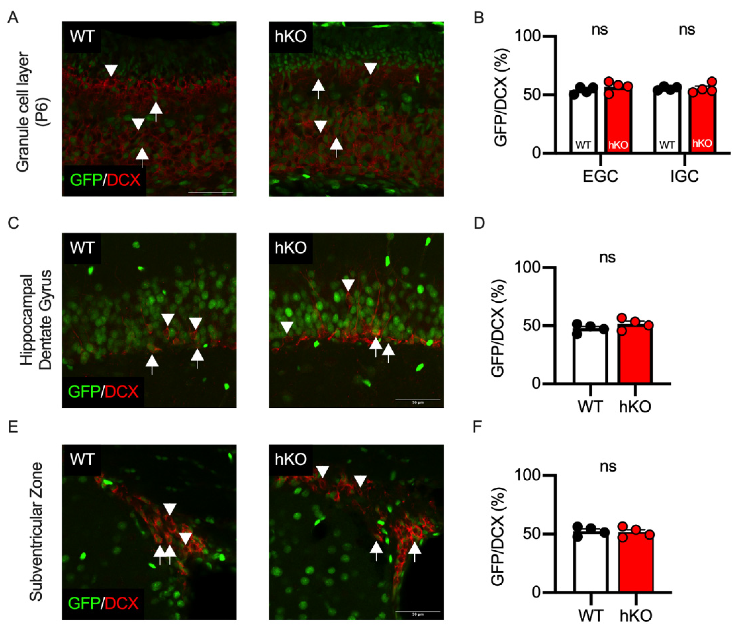 Cells 14 00735 g009 Cells 14 00735 g009