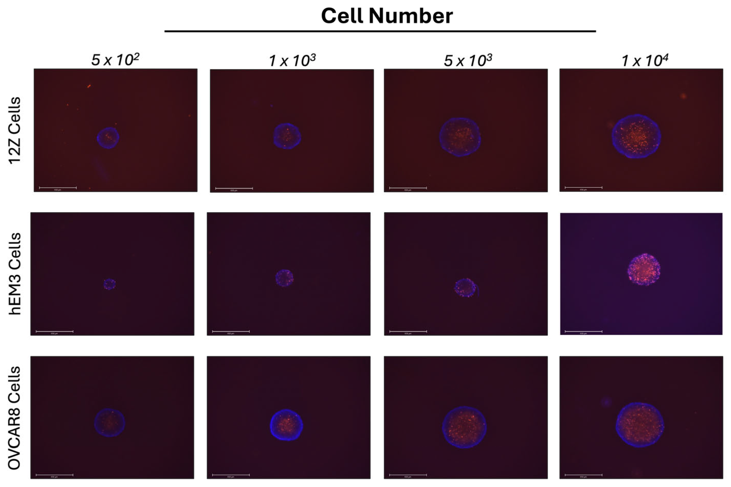Cells 14 00742 g002