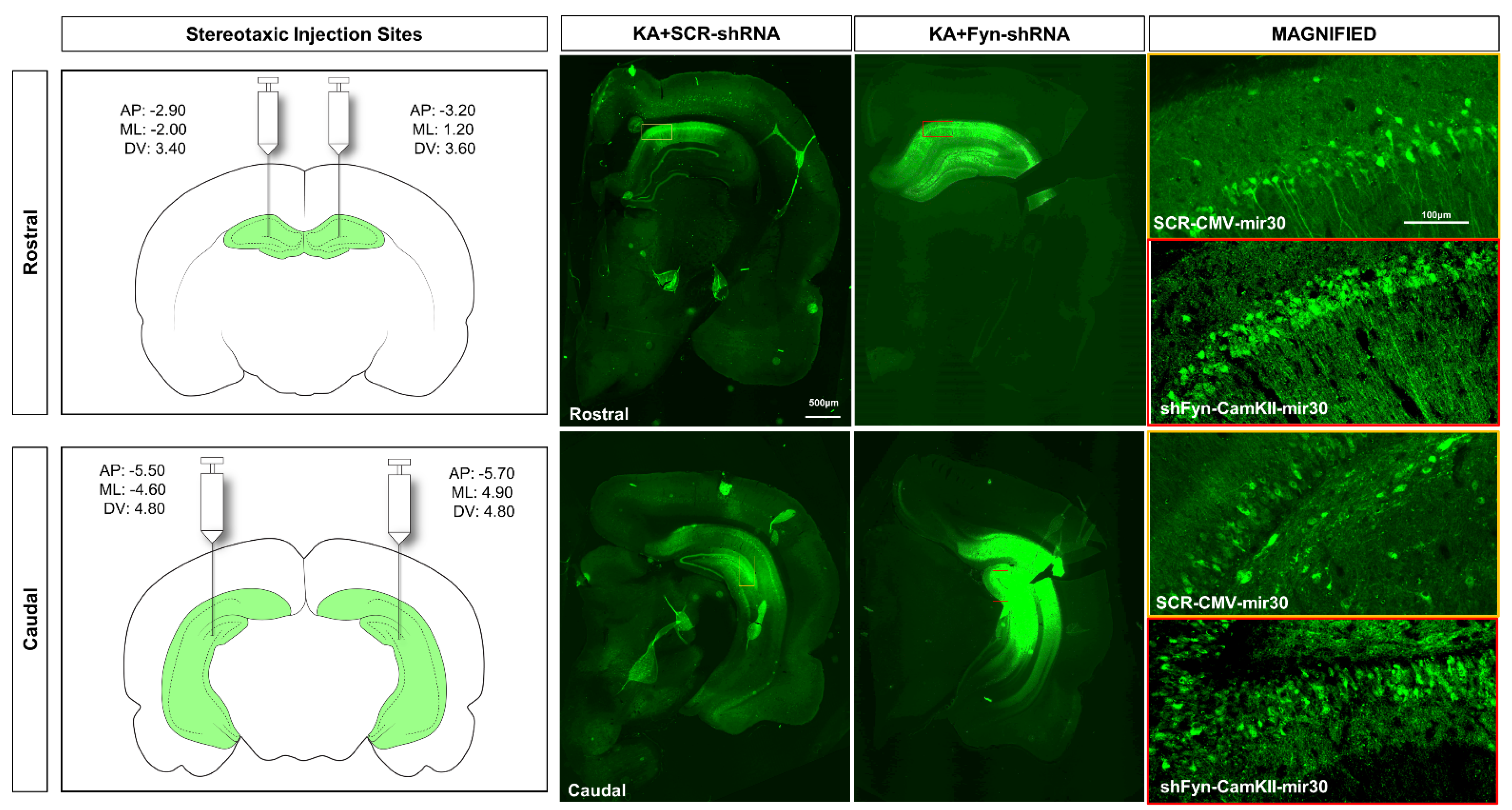 Cells 14 00743 g002 Cells 14 00743 g002