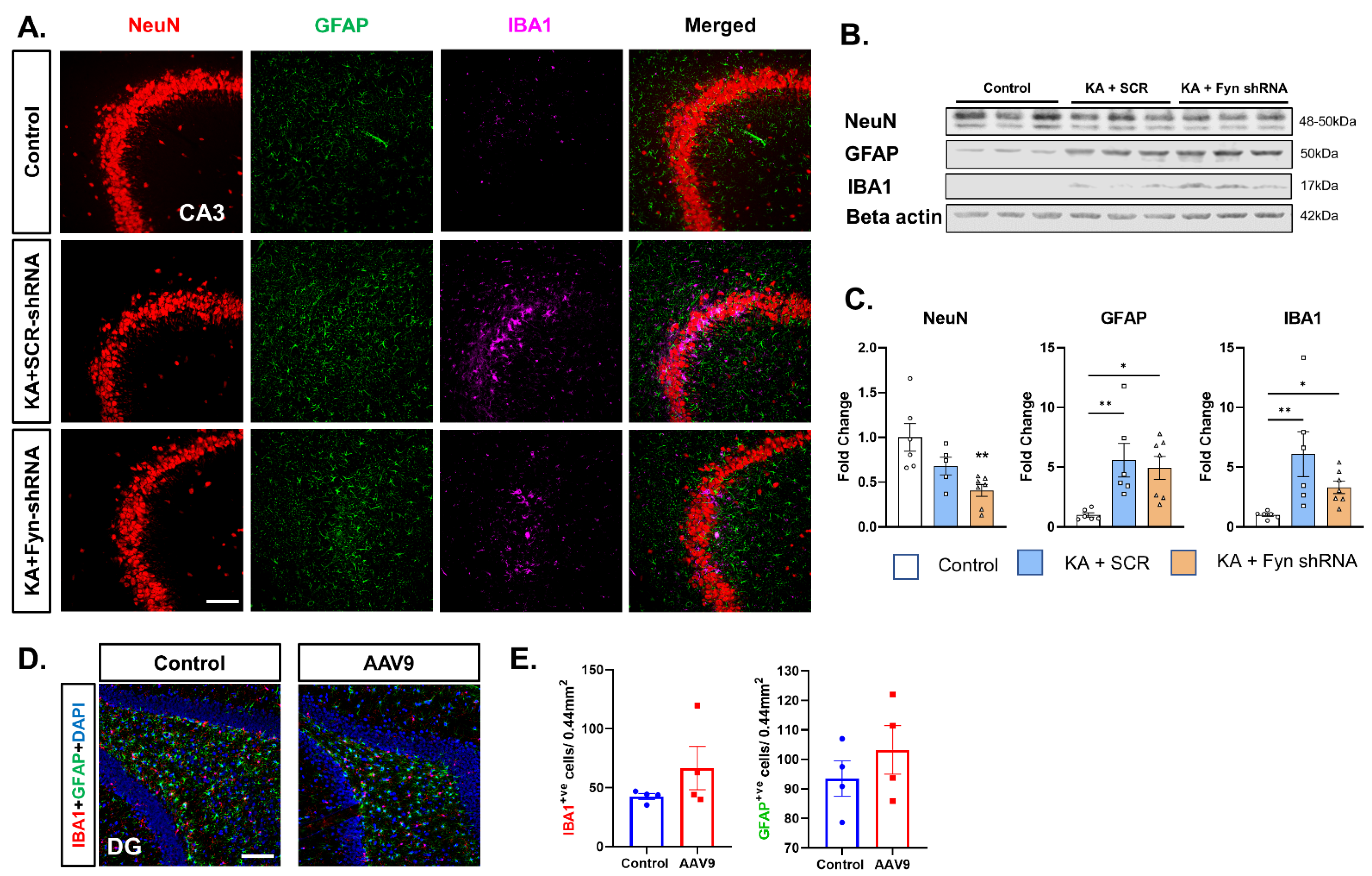 Cells 14 00743 g004 Cells 14 00743 g004