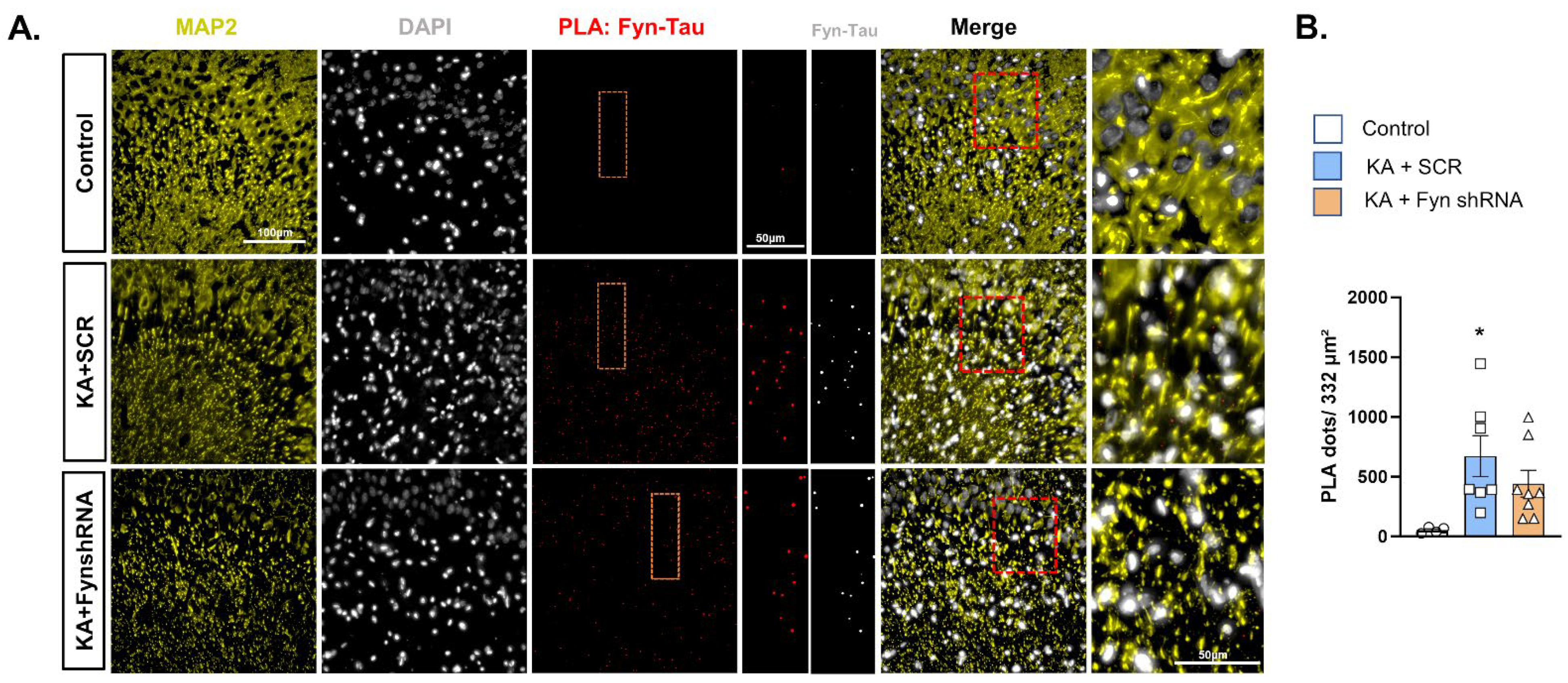 Cells 14 00743 g005 Cells 14 00743 g005