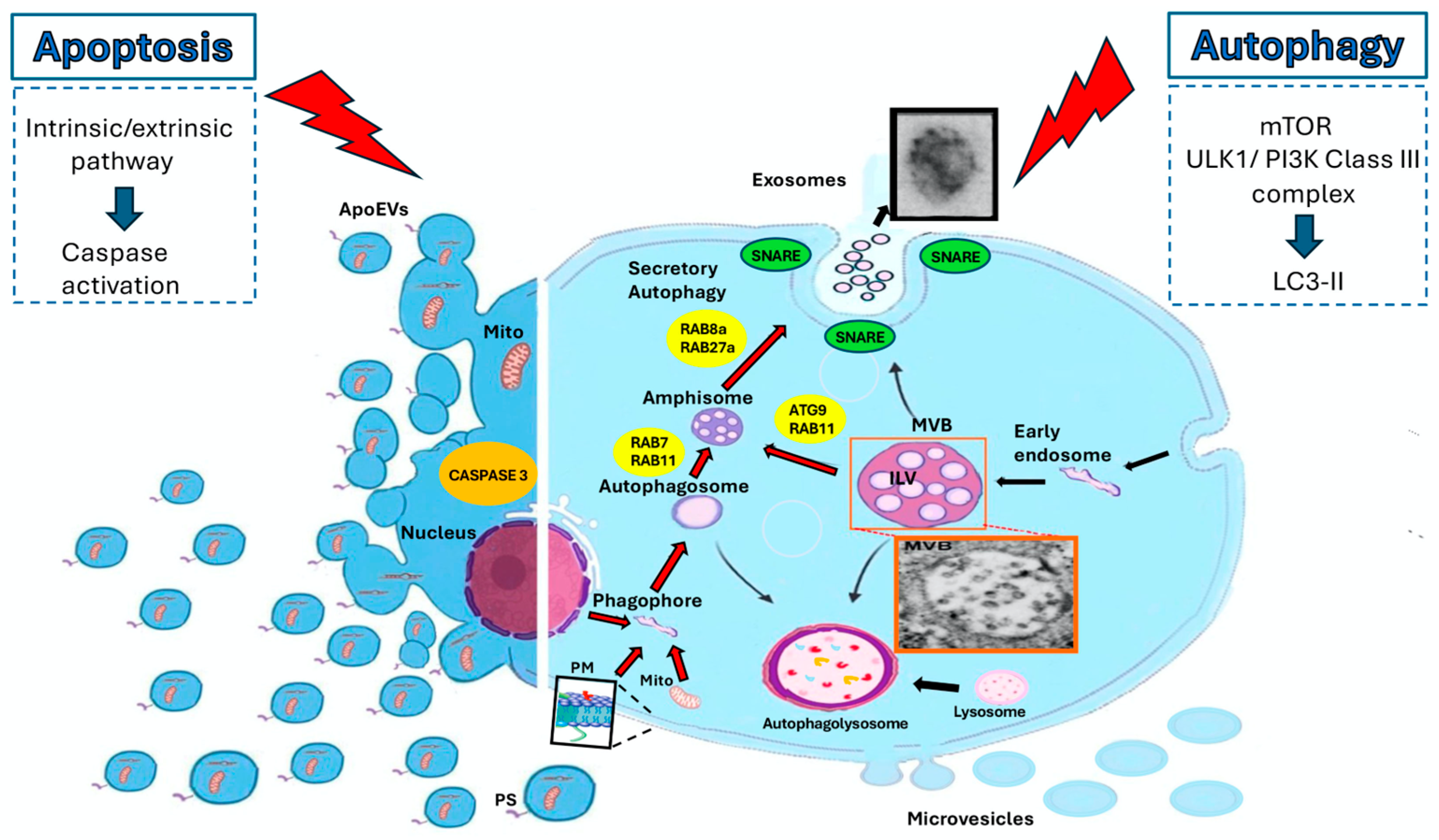 Cells 14 00749 g001 Cells 14 00749 g001