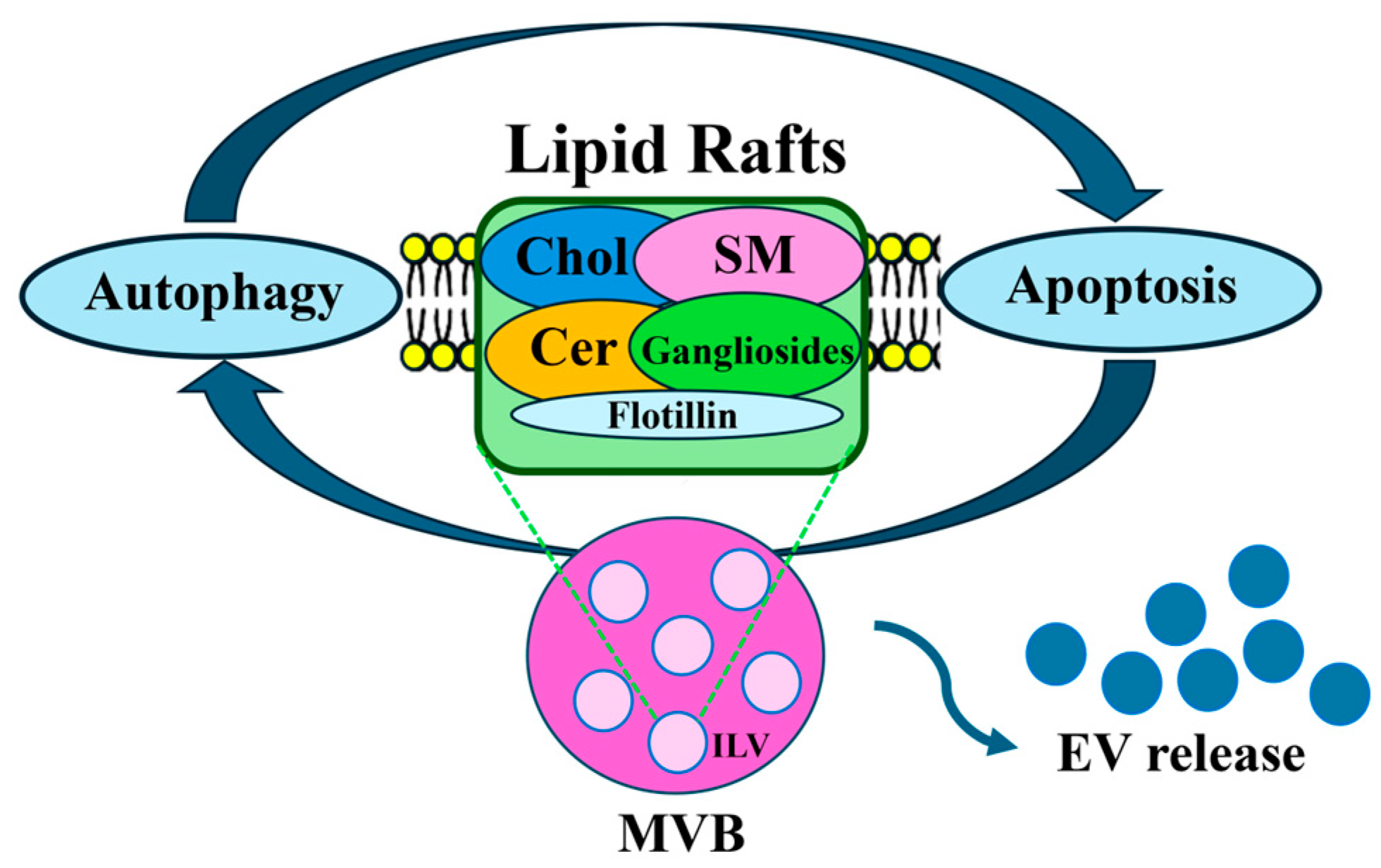 Cells 14 00749 g002 Cells 14 00749 g002