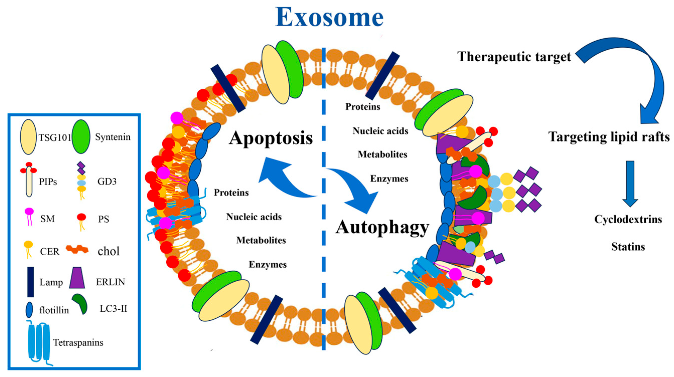 Cells 14 00749 g003 Cells 14 00749 g003
