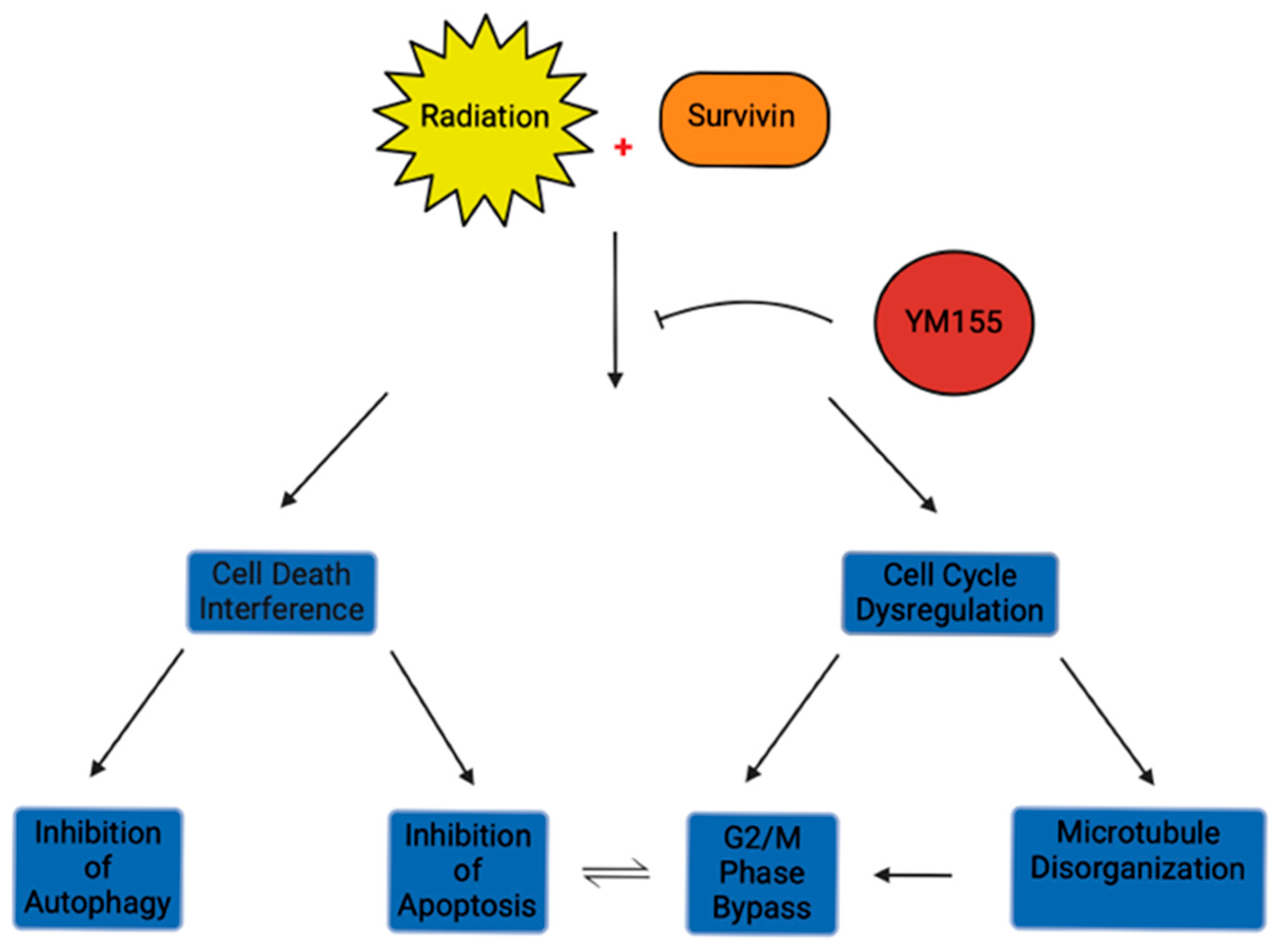 Cells 14 00755 g001 Cells 14 00755 g001
