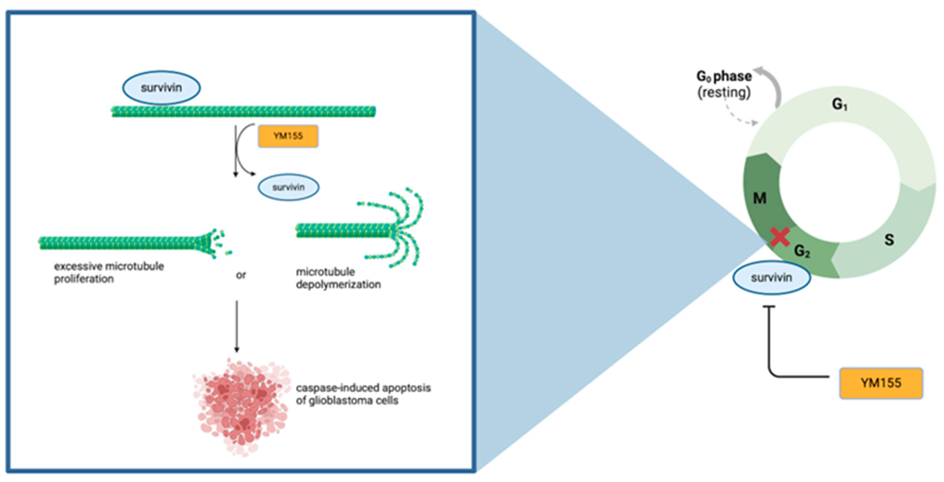 Cells 14 00755 g002 Cells 14 00755 g002