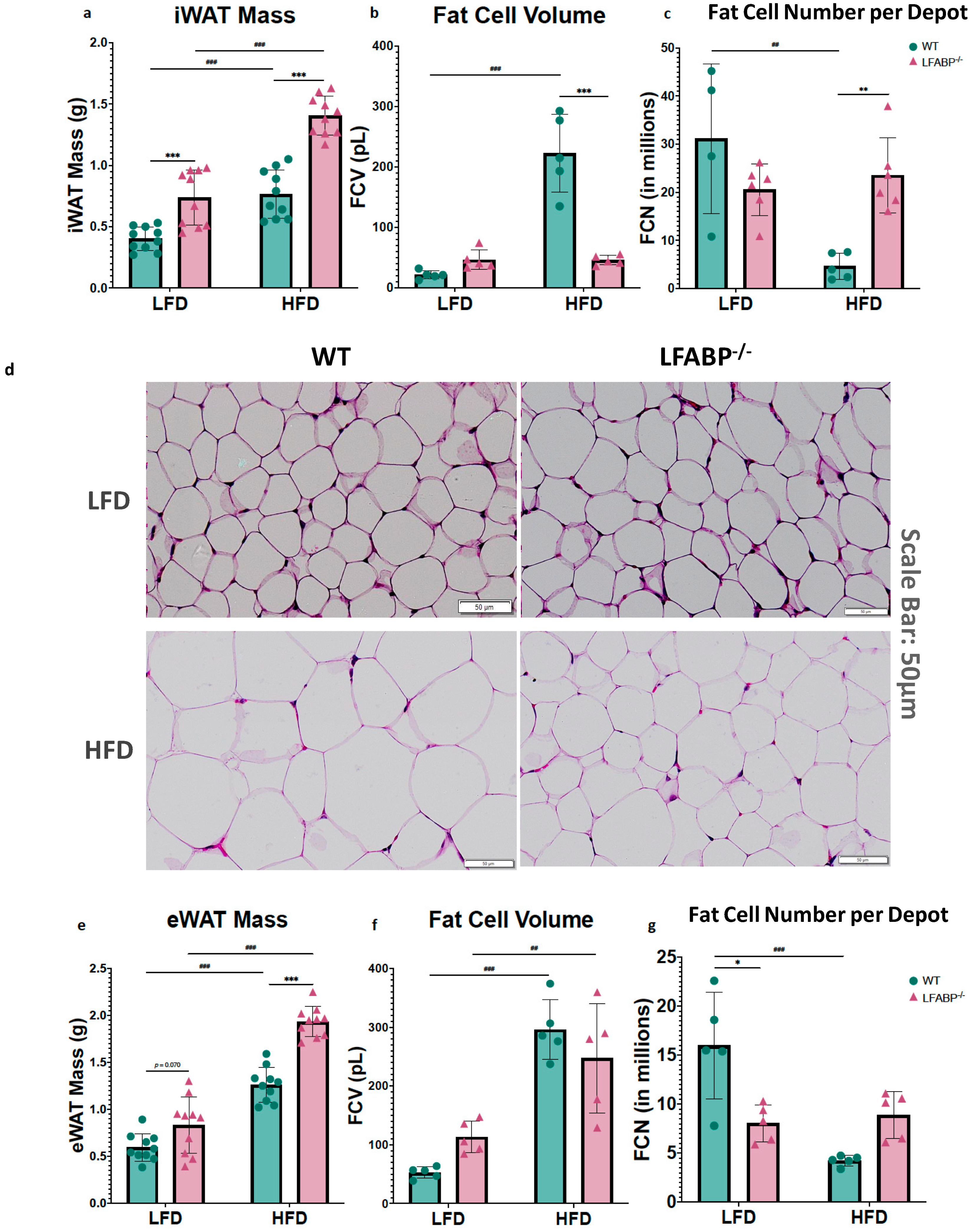 Cells 14 00760 g003a Cells 14 00760 g003a