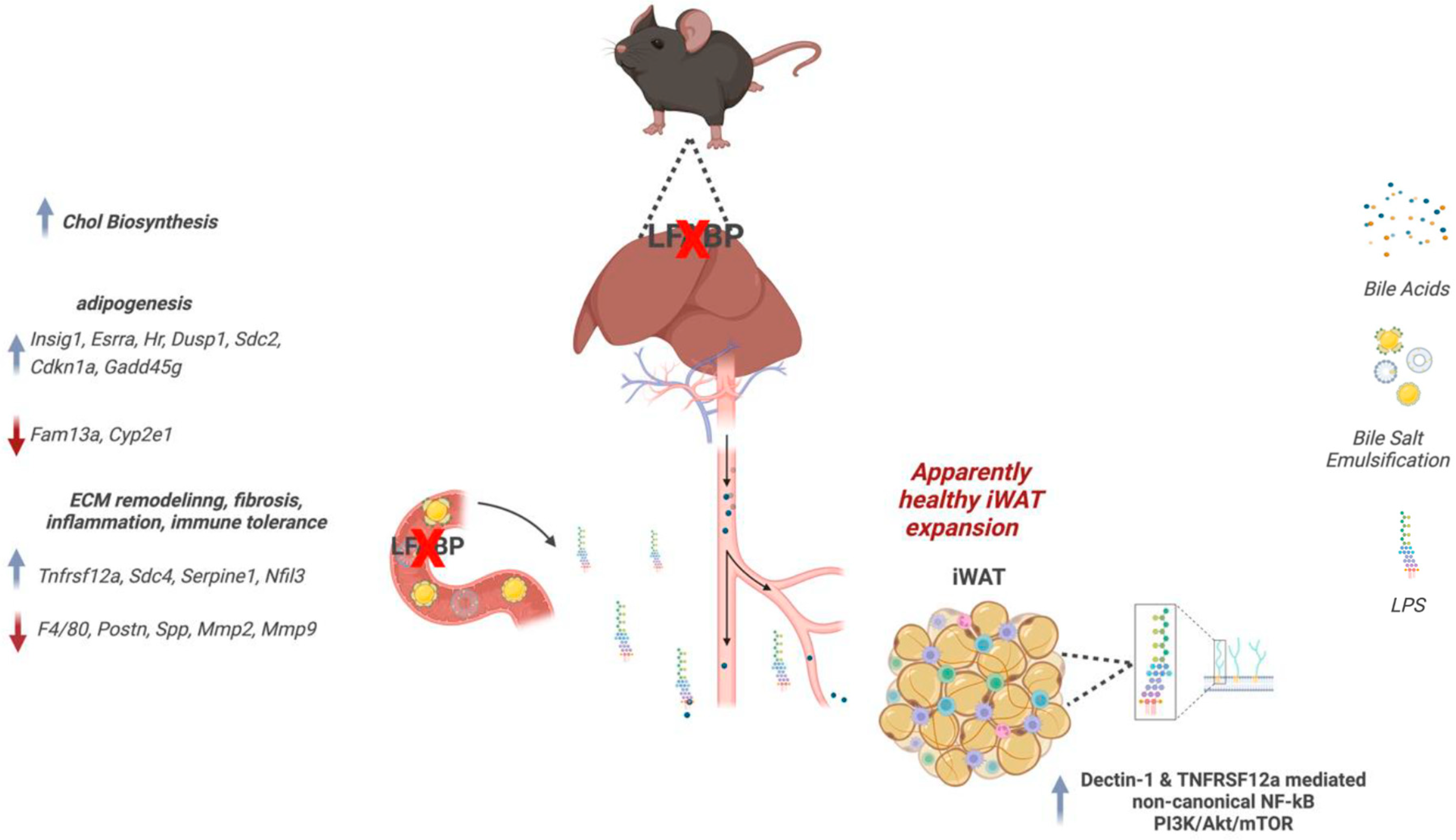 Cells 14 00760 g009 Cells 14 00760 g009
