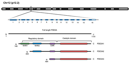 PDE3A as a Therapeutic Target for the Modulation of