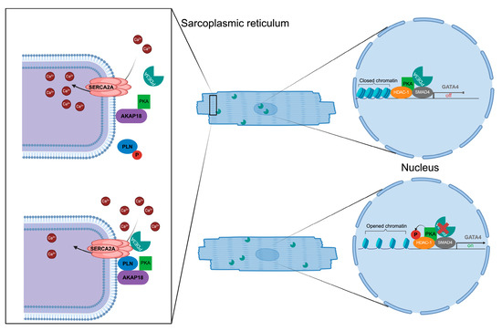 PDE3A as a Therapeutic Target for the Modulation of