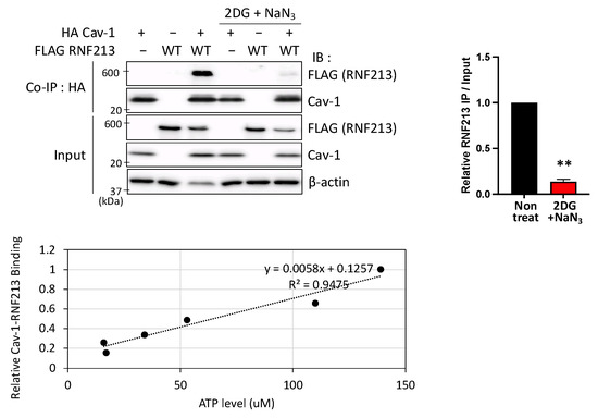 RNF213 Acts as a Molecular Switch for Cav-1 Ubiquitination and