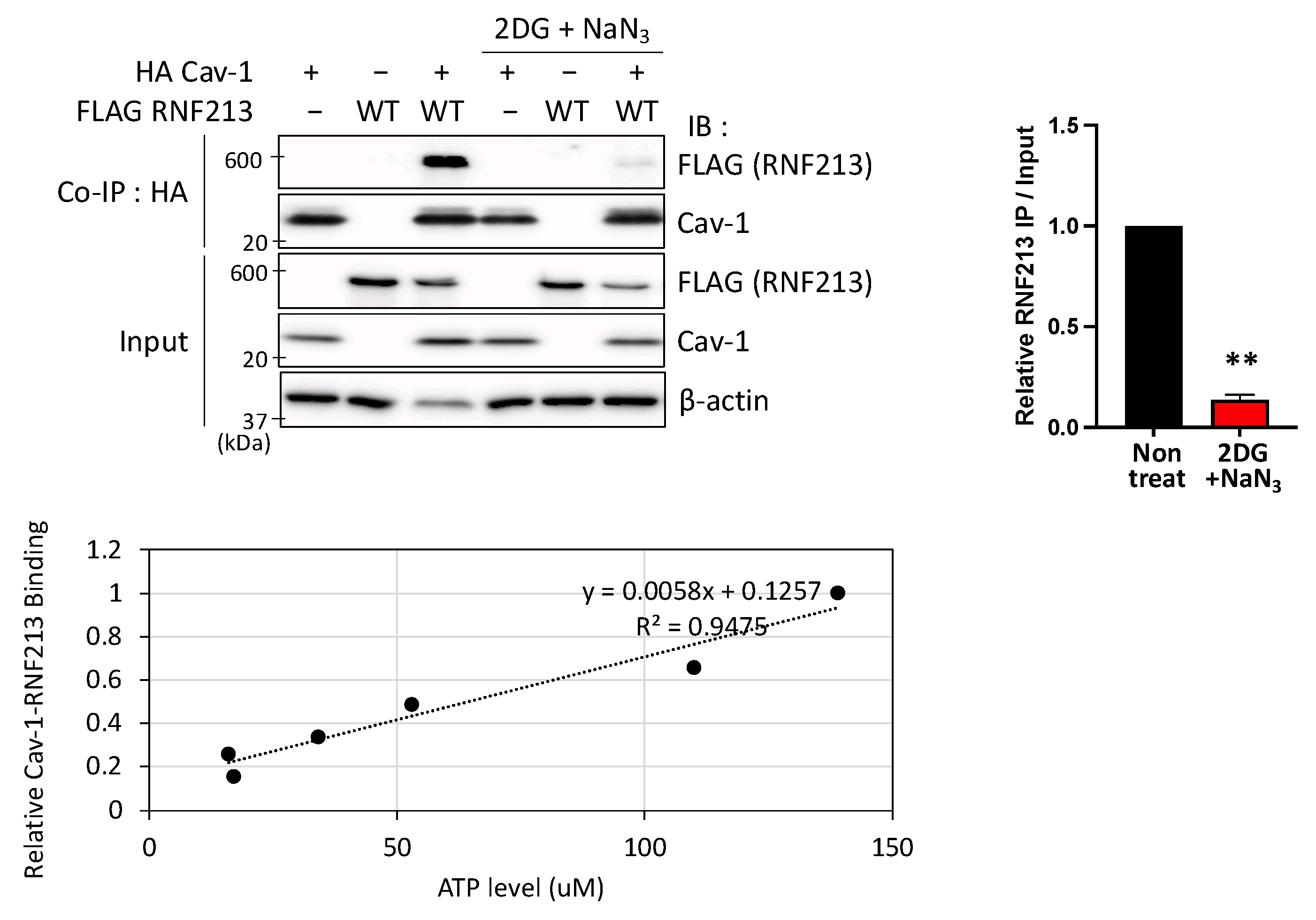 RNF213 Acts as a Molecular Switch for Cav-1 Ubiquitination