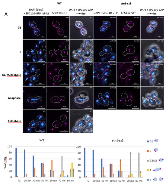 The stn1-sz2 Mutant Provides New Insight into the Impacts of