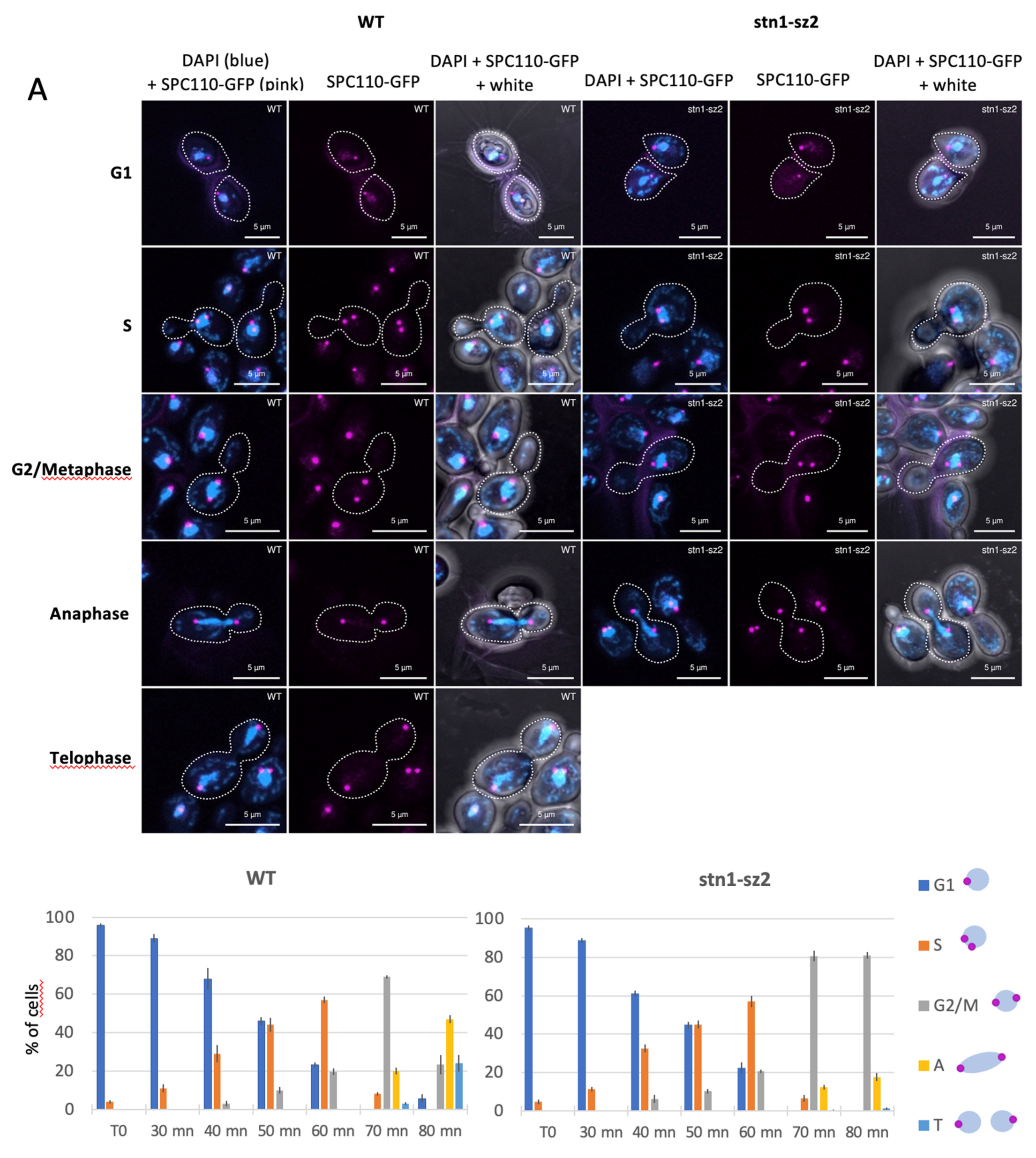 Cells 14 00784 g005a