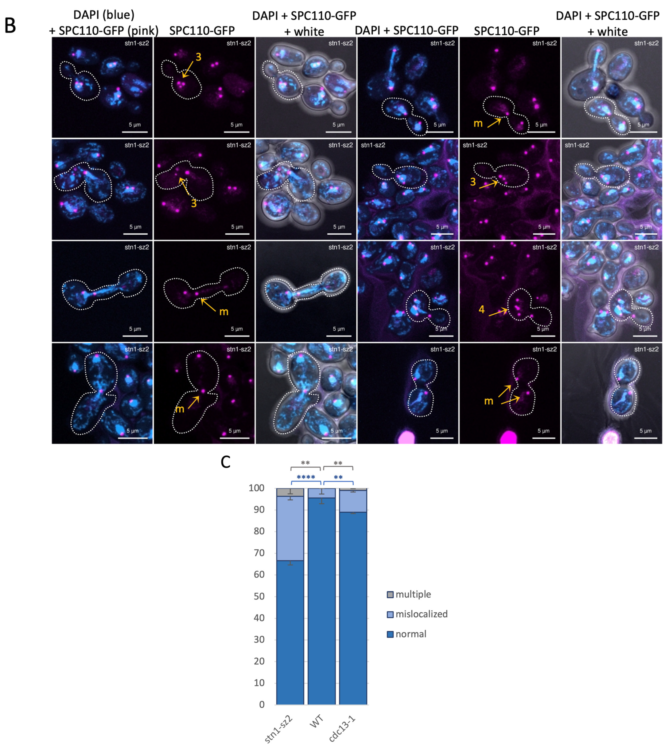 Cells 14 00784 g005b