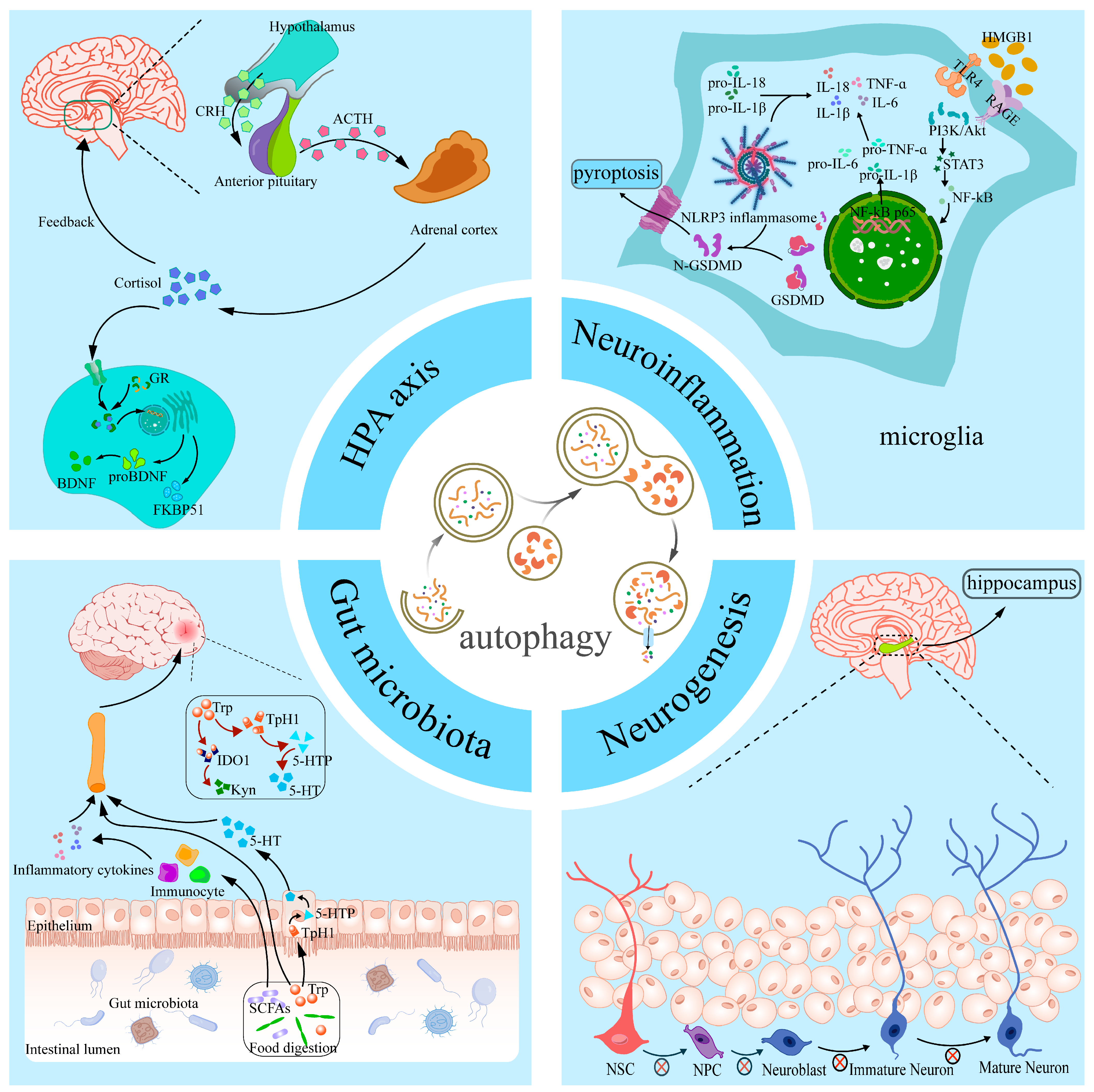 Autophagy—Unlocking New Dimensions in the Pathology and