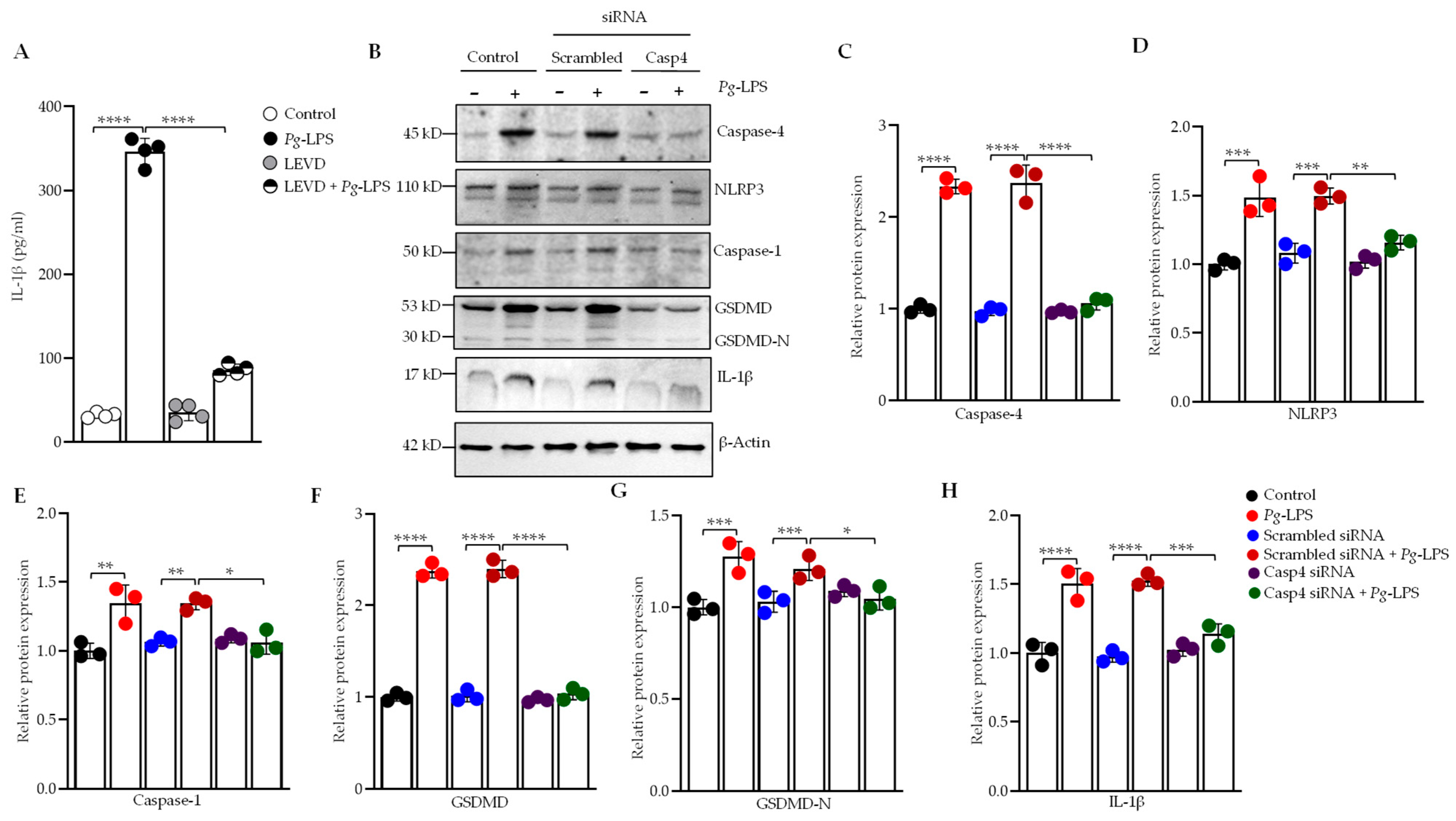 Cells 14 00804 g001 Cells 14 00804 g001